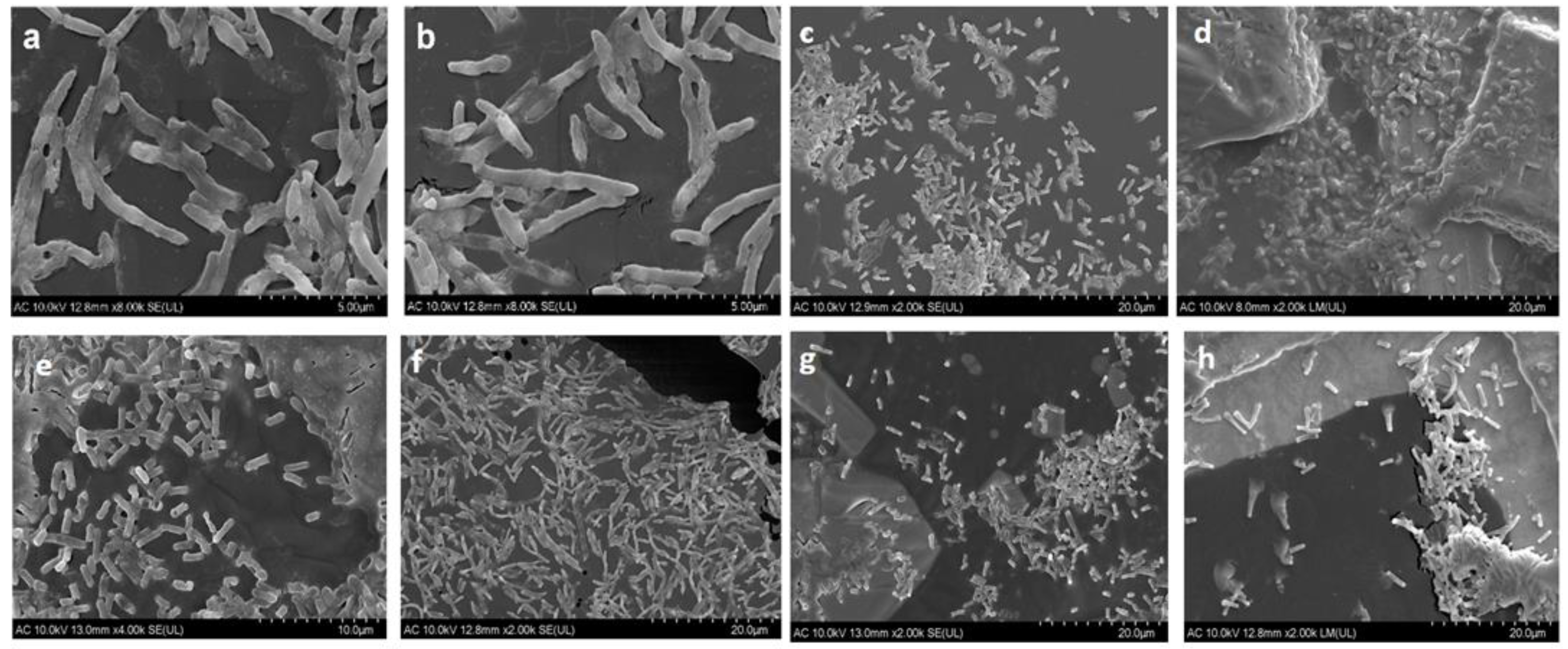 Antibiotics 13 00780 g004