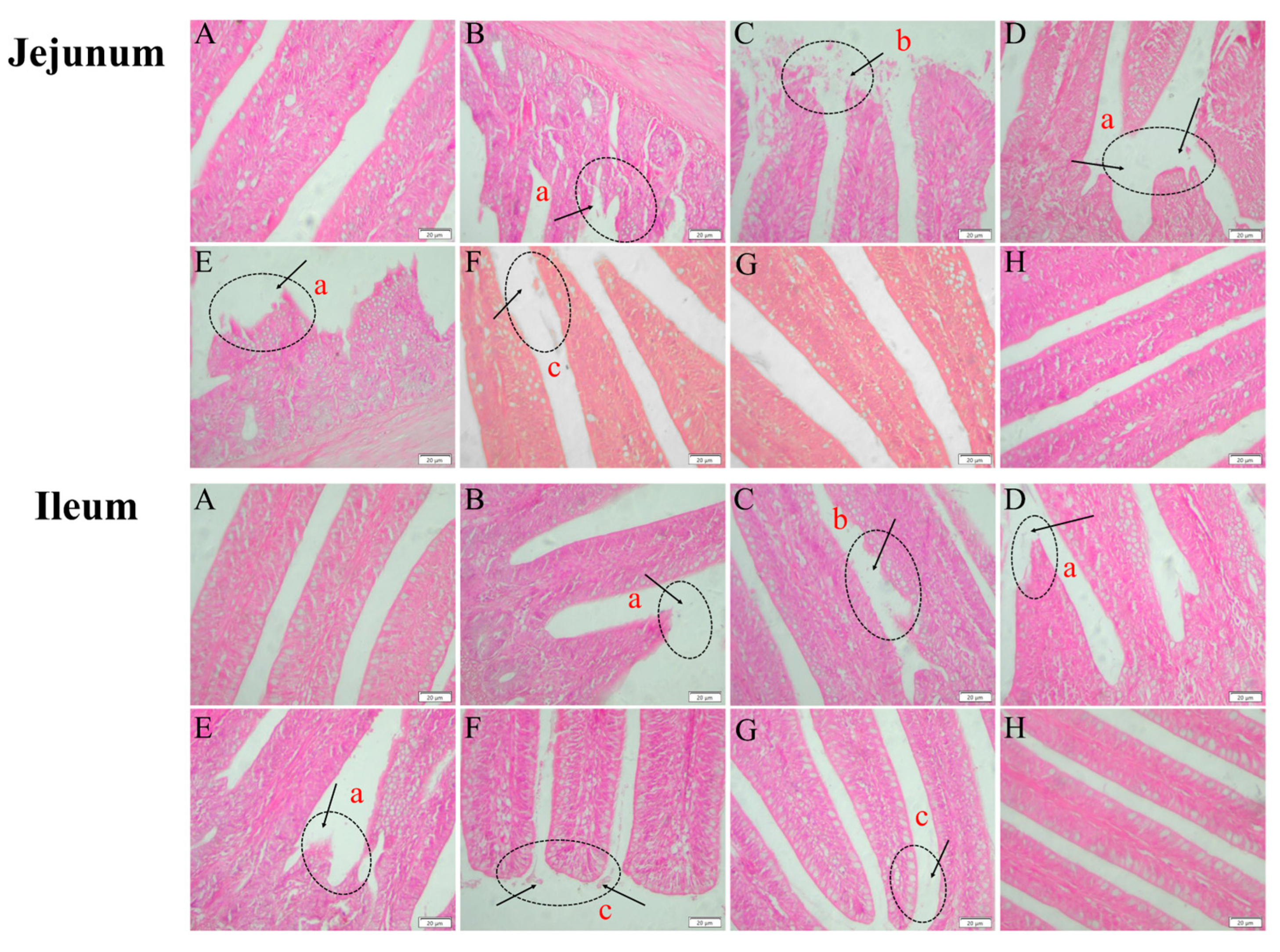Antibiotics 13 00793 g010