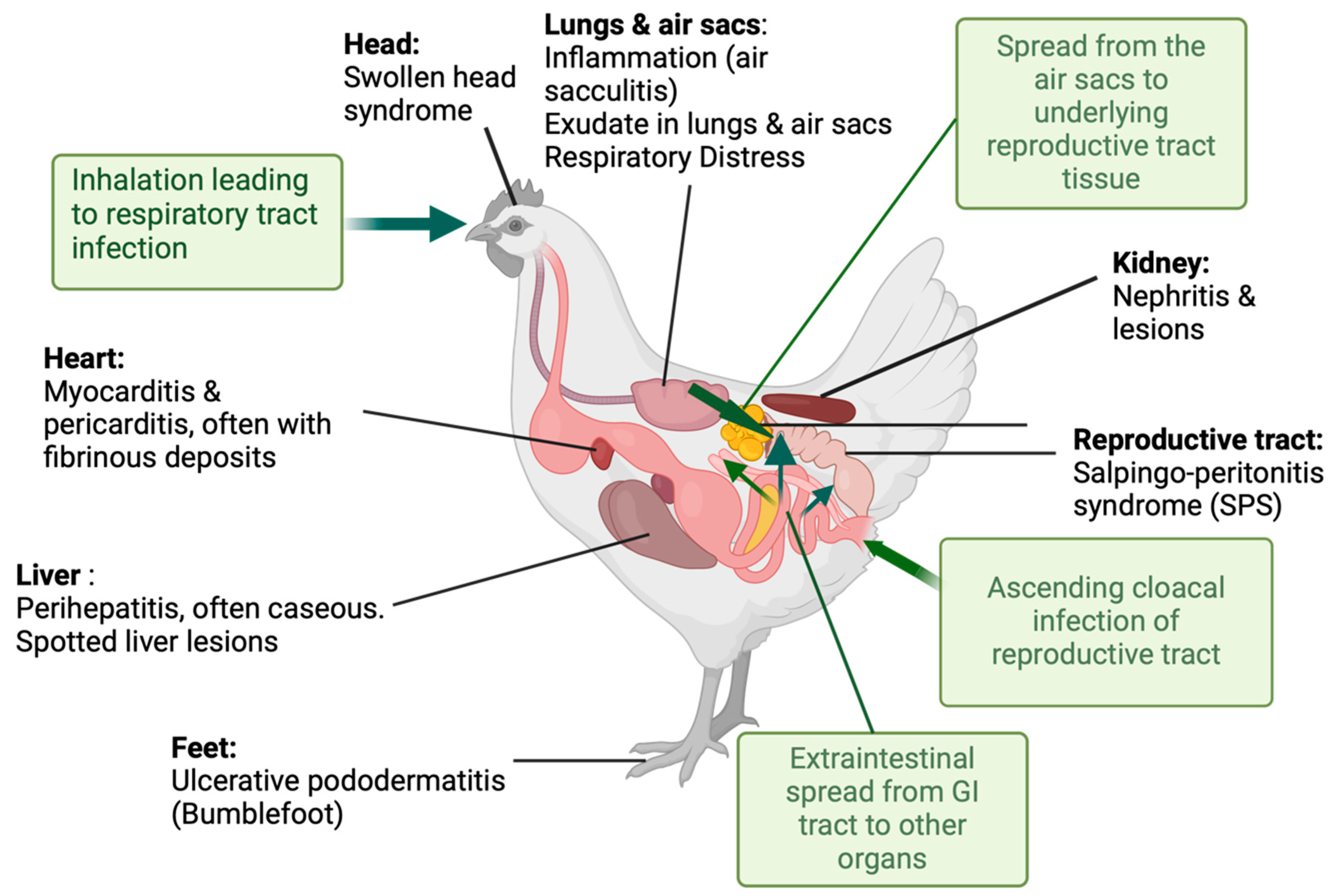 Antibiotics 13 00809 g001