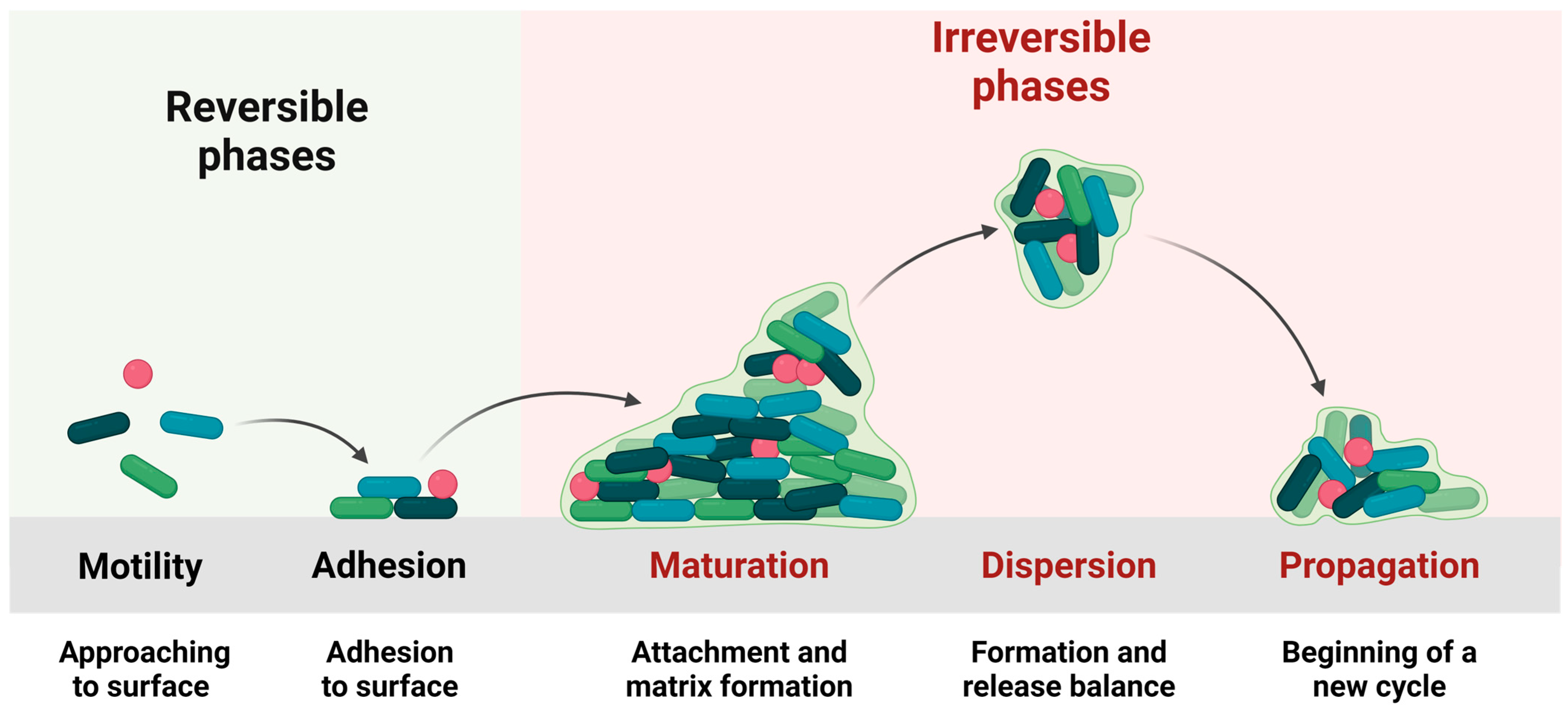 Antibiotics 13 00819 g001