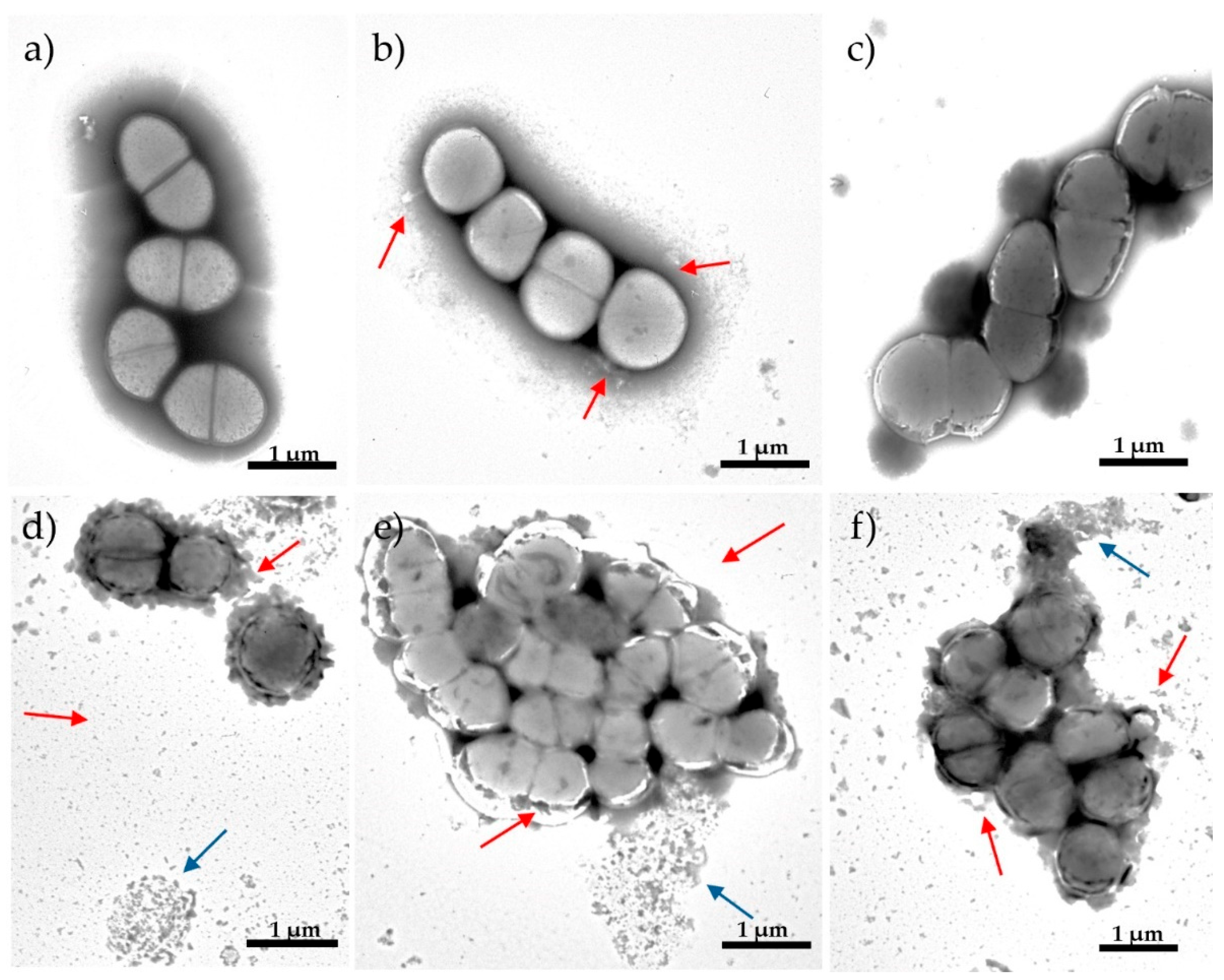 Antibiotics 13 00829 g003