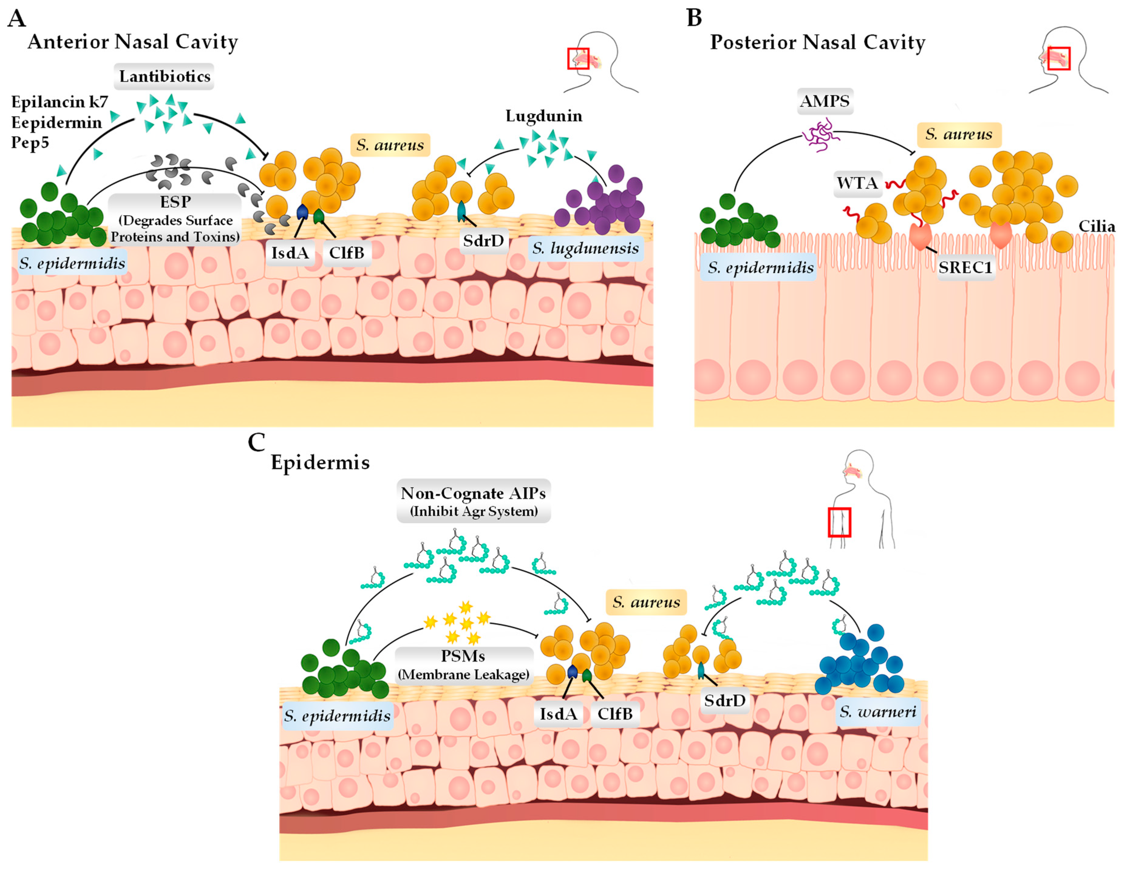 Antibiotics 13 00845 g002