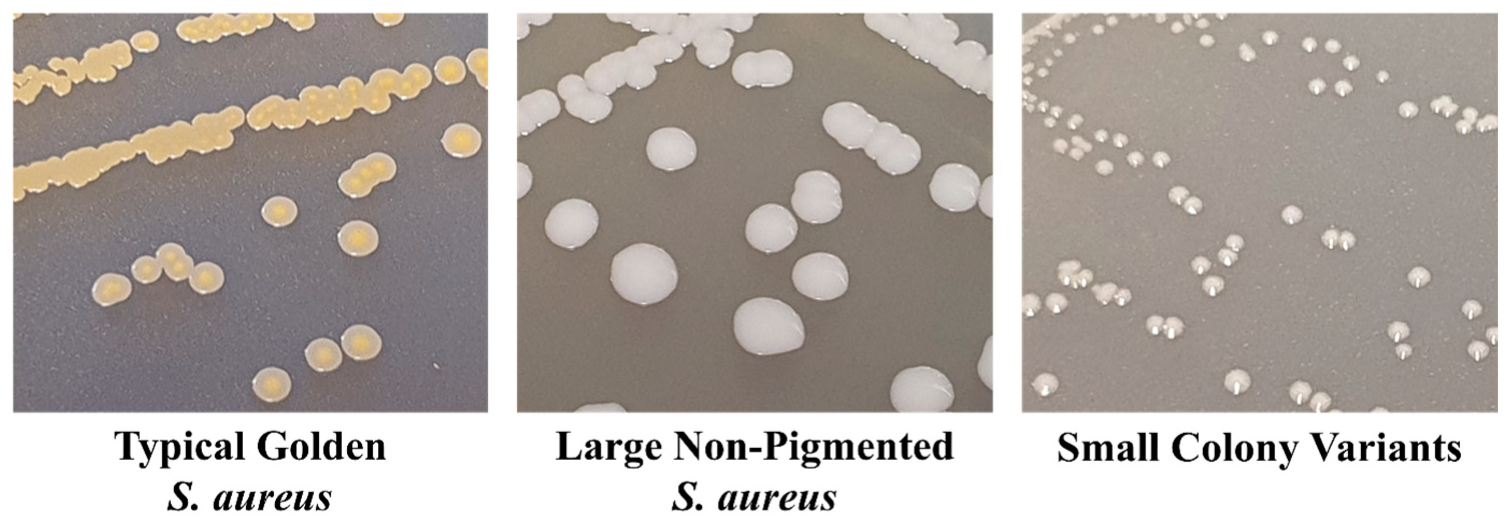 Antibiotics 13 00845 g003