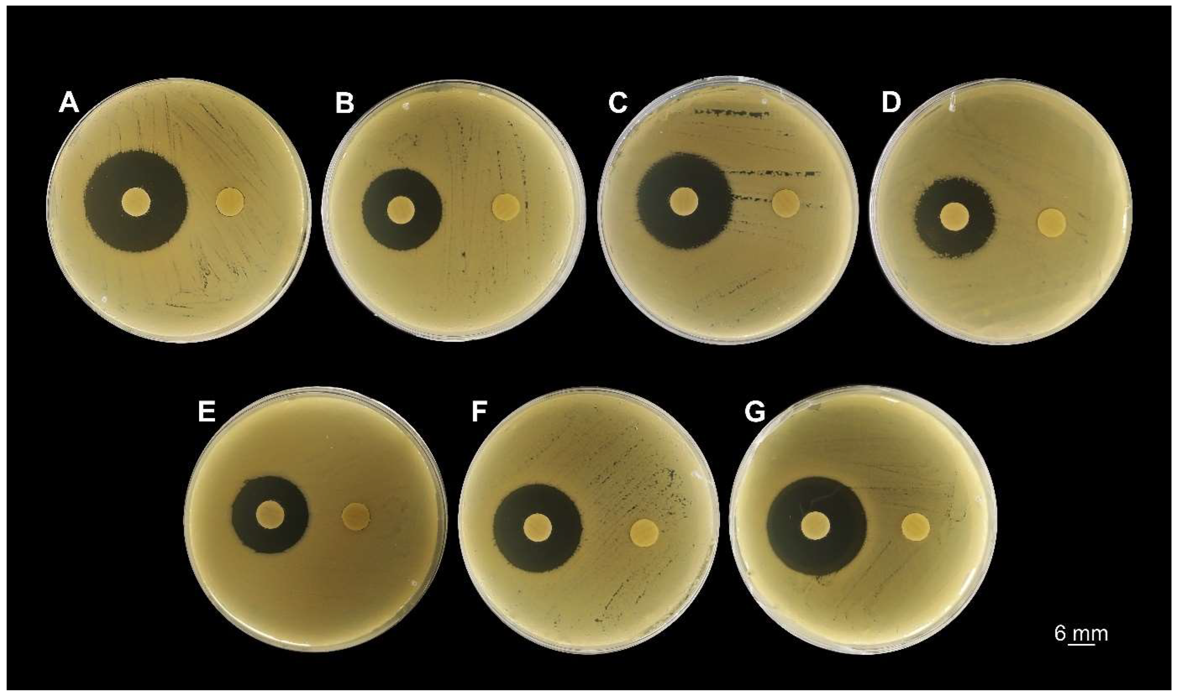 Antibiotics 13 00875 g002