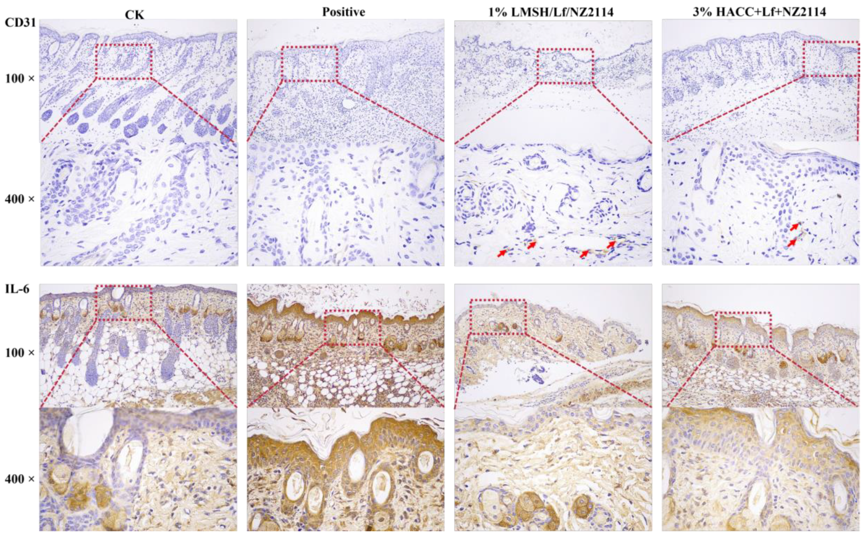 Antibiotics 13 00889 g008
