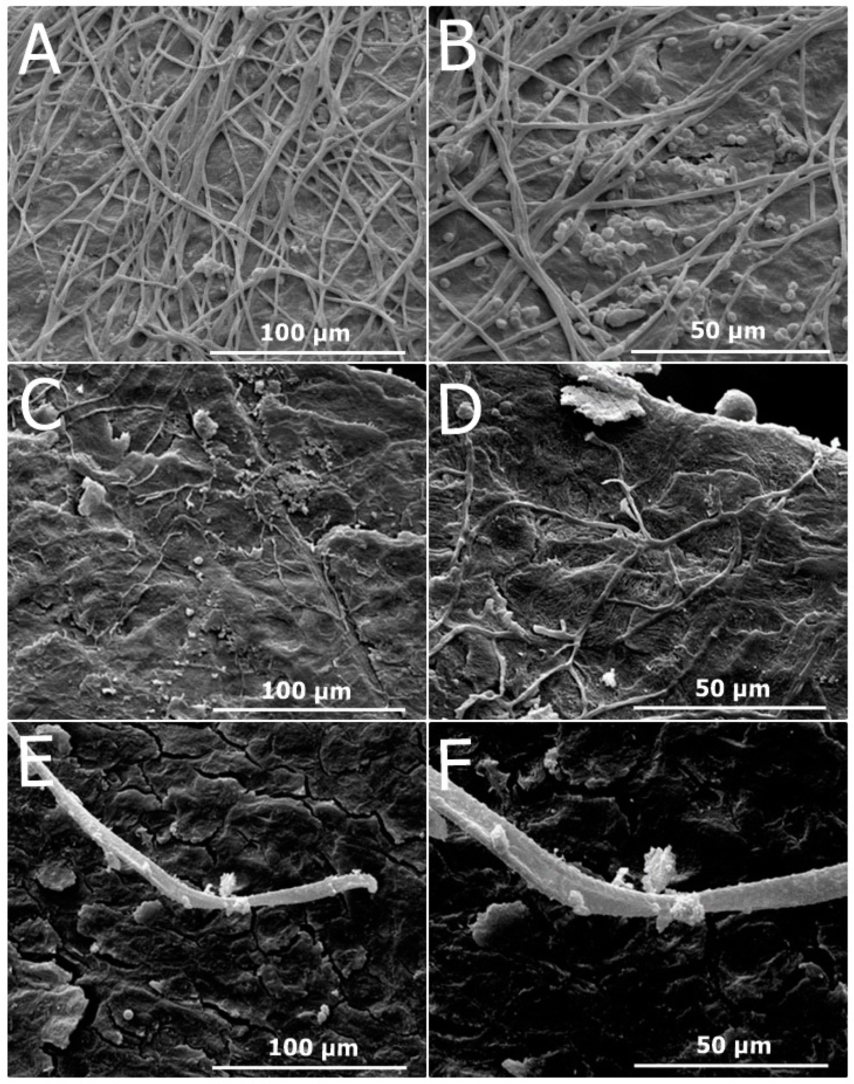 Antibiotics 13 00892 g008
