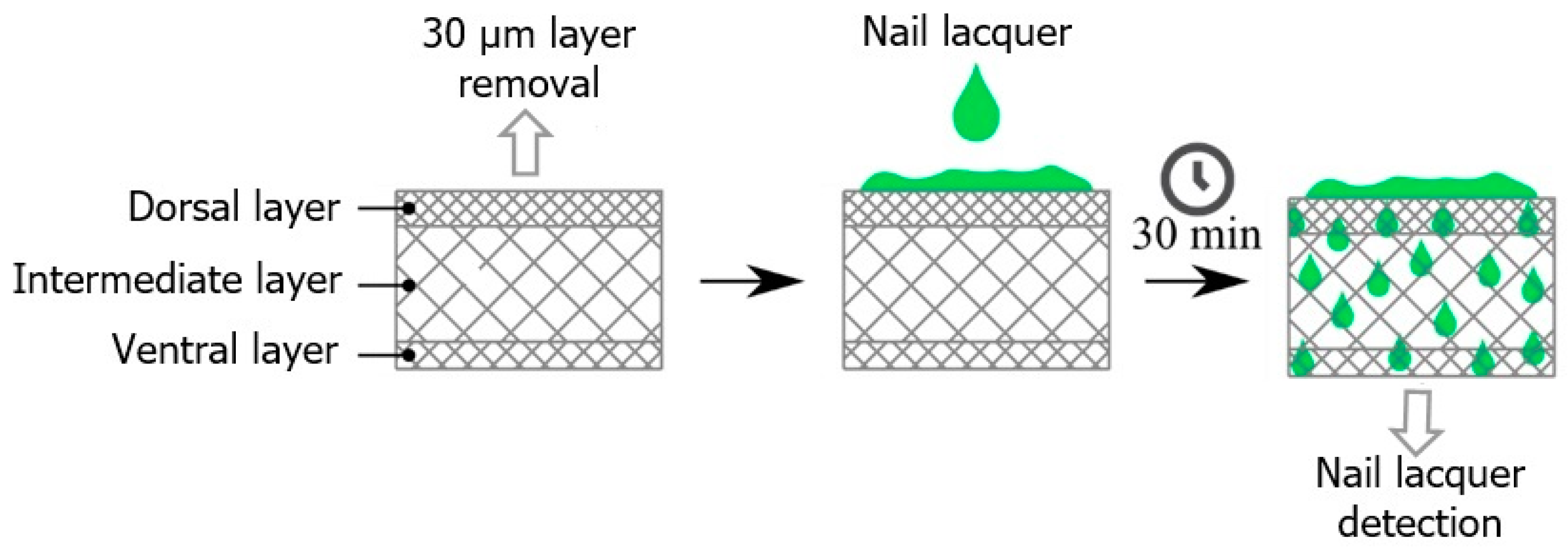 Antibiotics 13 00892 g010