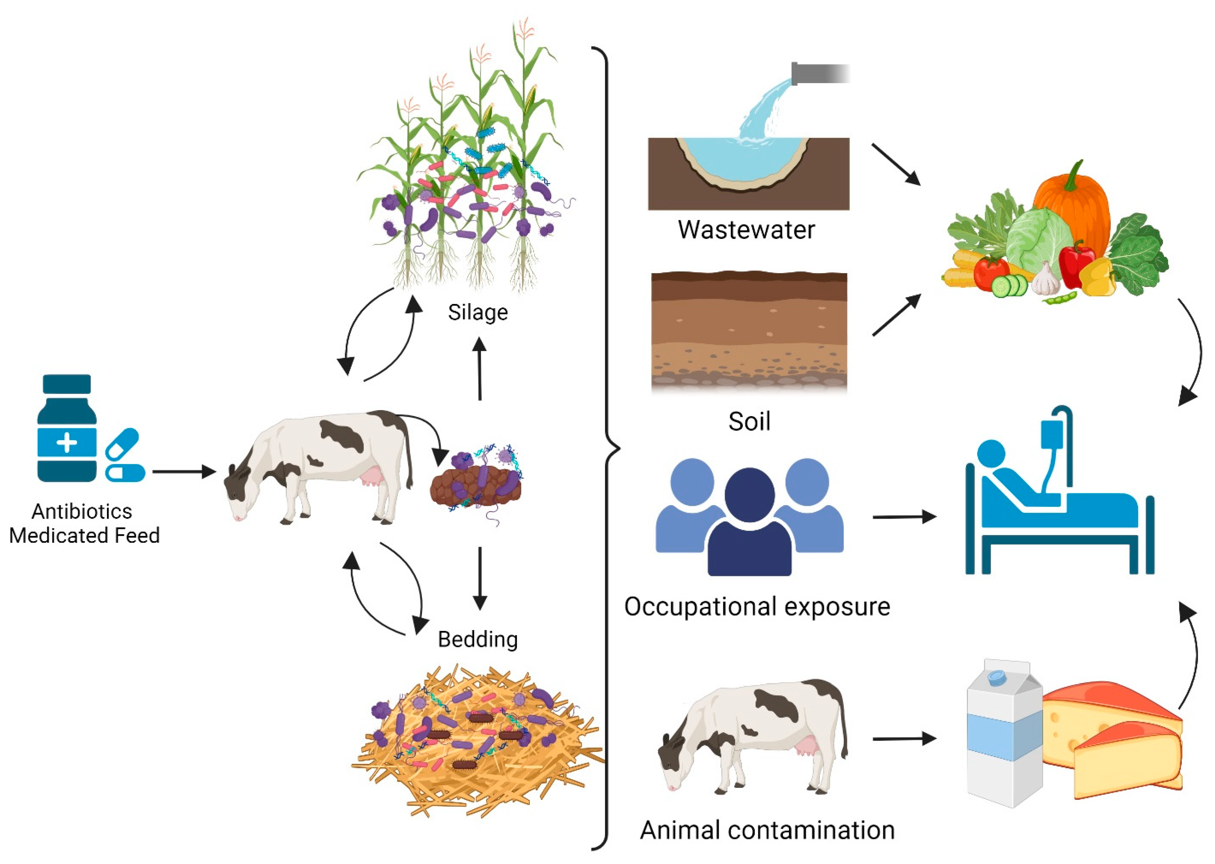Antibiotics 13 00905 g002