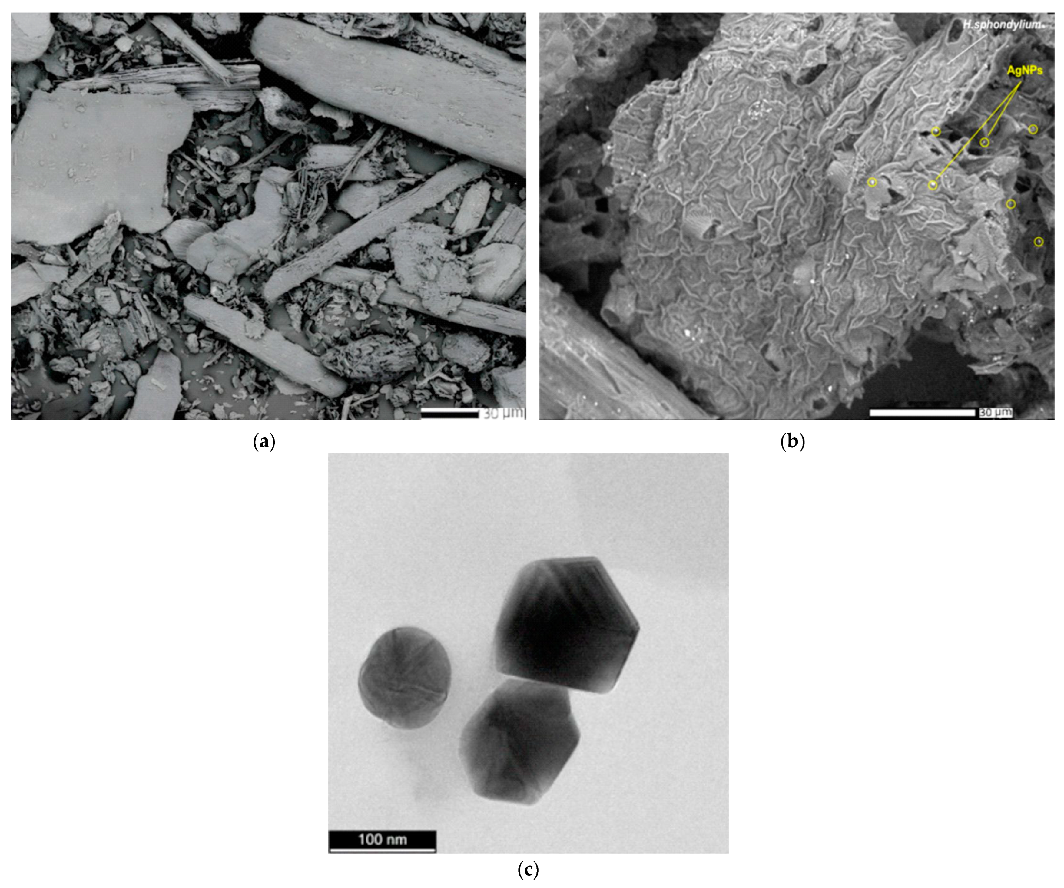 Antibiotics 13 00911 g007
