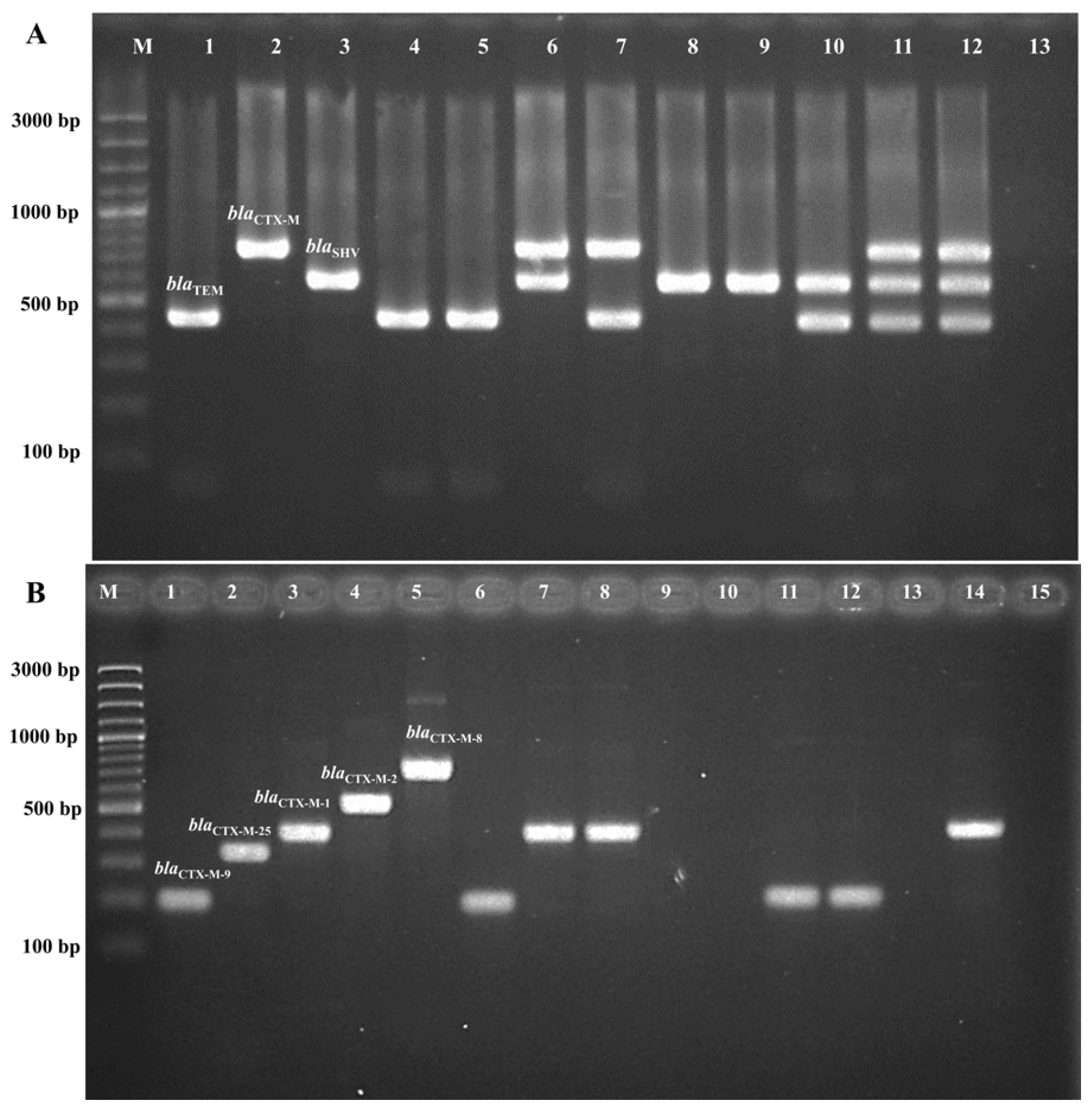 Antibiotics 13 00917 g003 Antibiotics 13 00917 g003