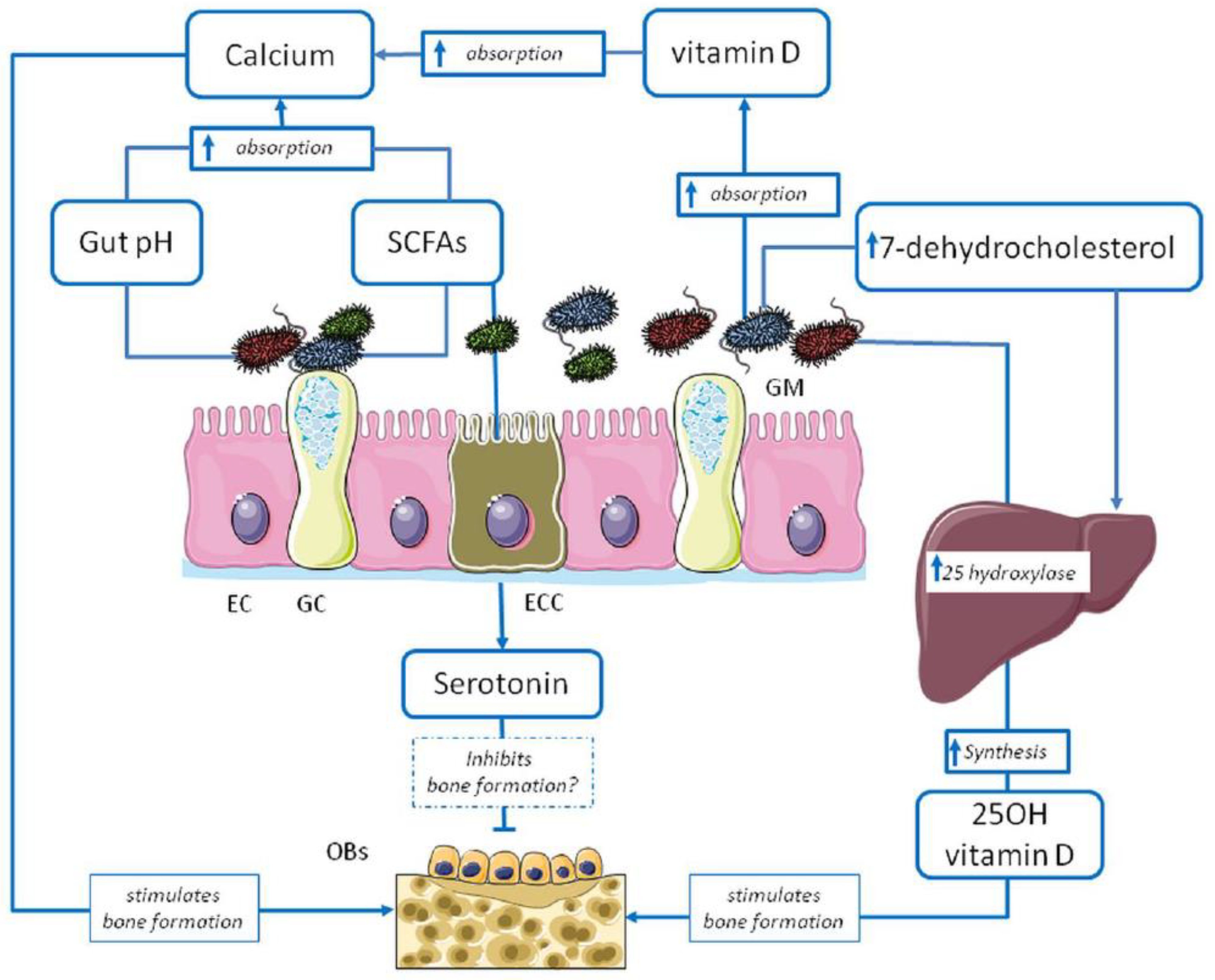 Antibiotics 13 00931 g001