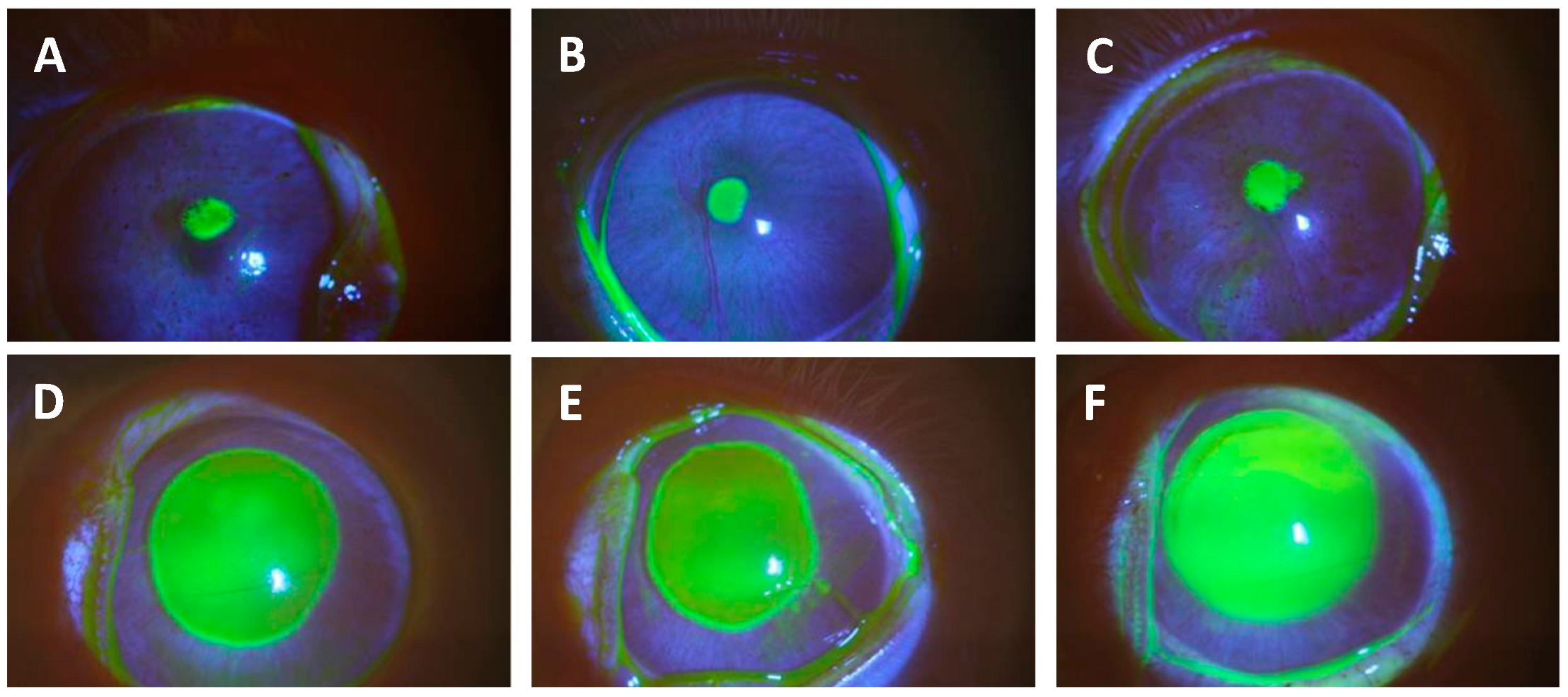 Antibiotics 13 00979 g001