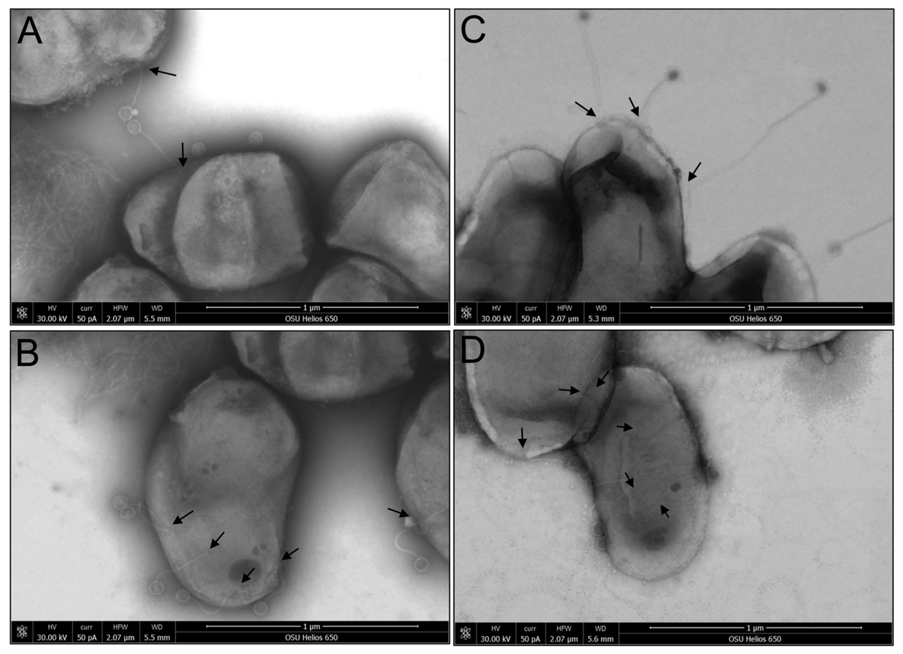 Antibiotics 13 01009 g006