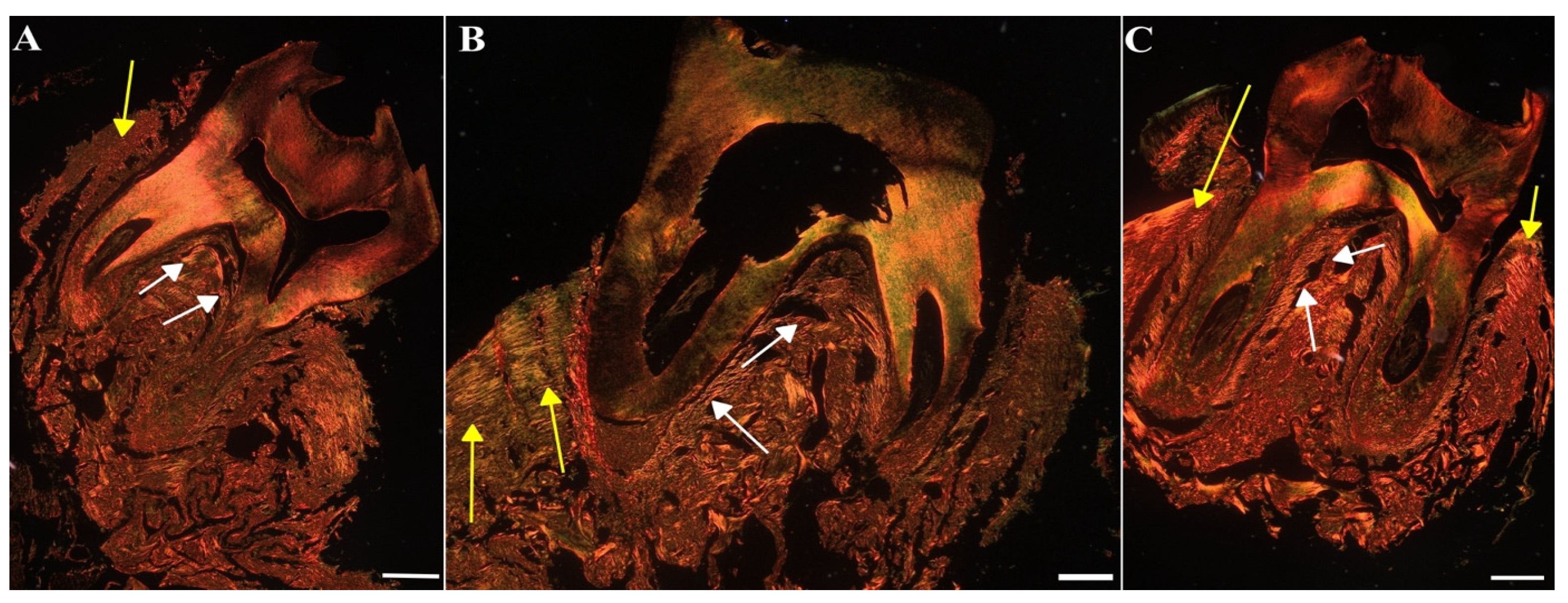 Antibiotics 13 01012 g011