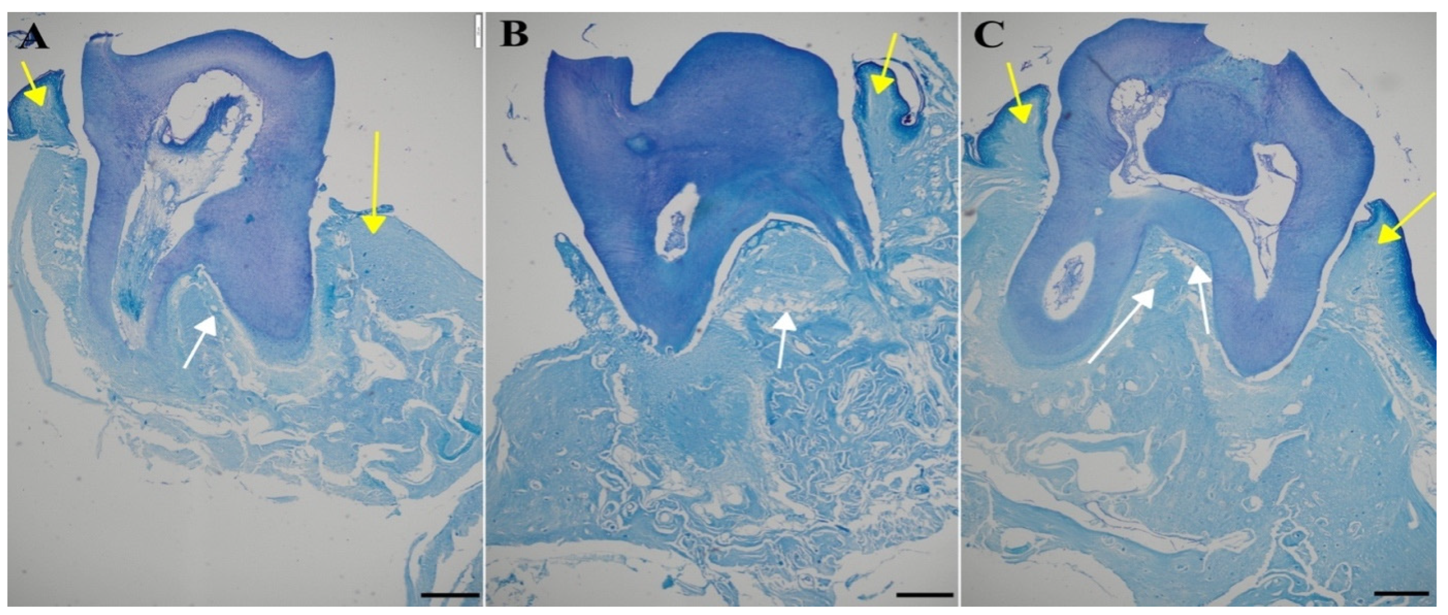 Antibiotics 13 01012 g012