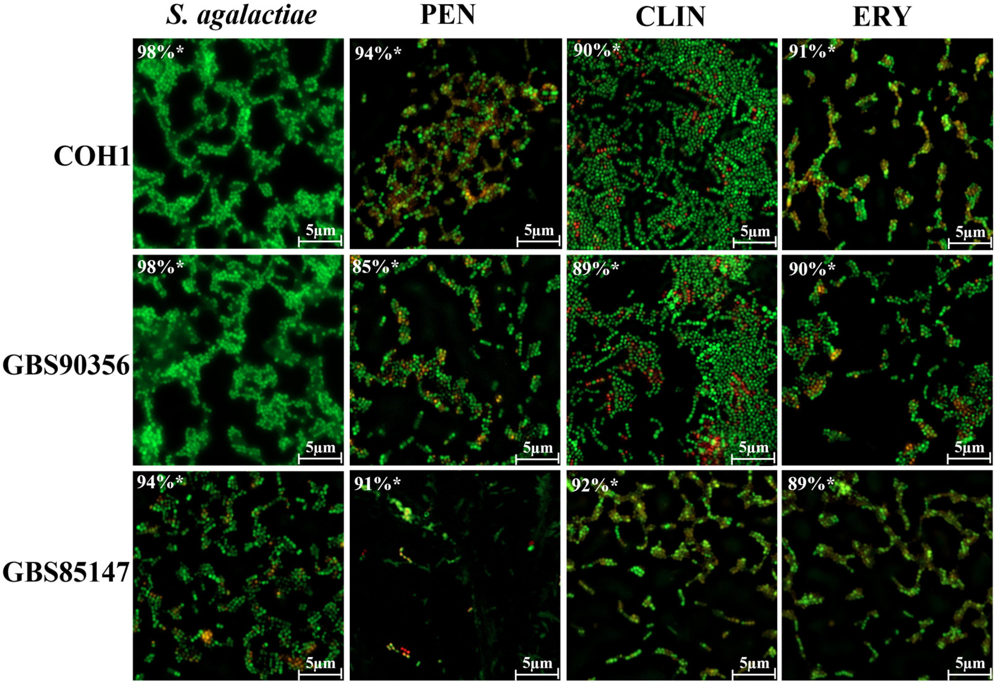 Antibiotics 13 01014 g002