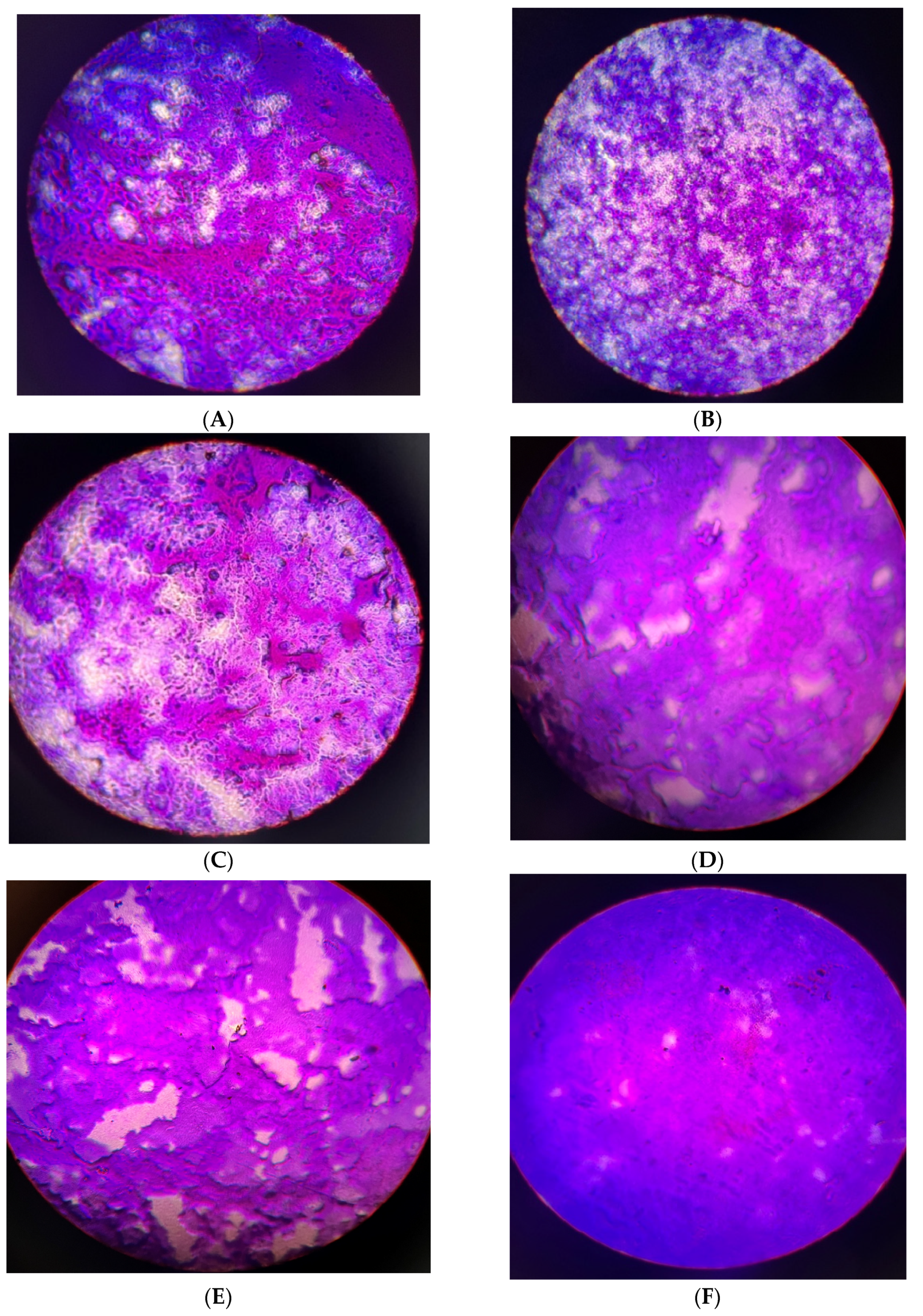 Antibiotics 13 01027 g004