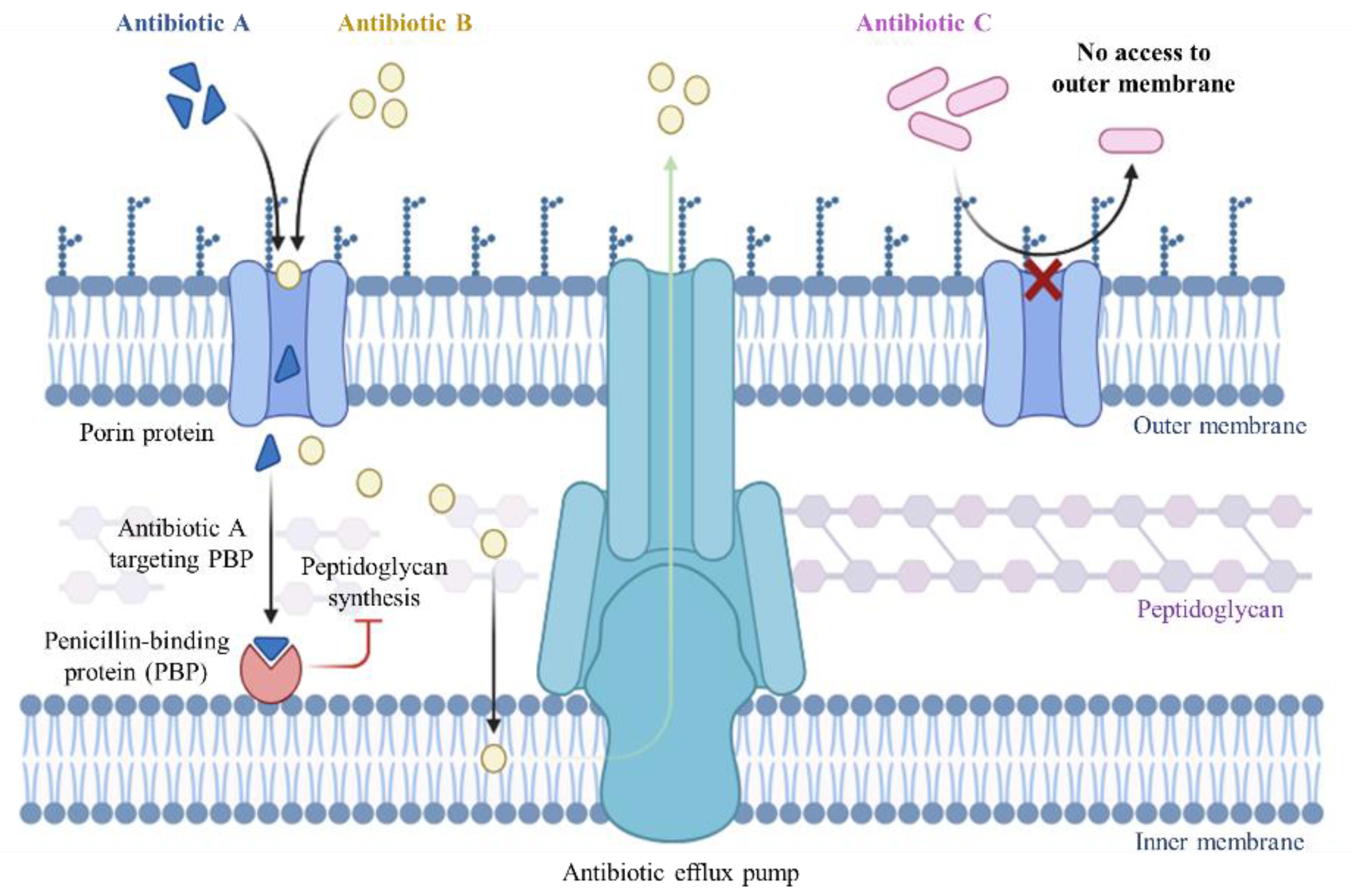 Antibiotics 13 01076 g005
