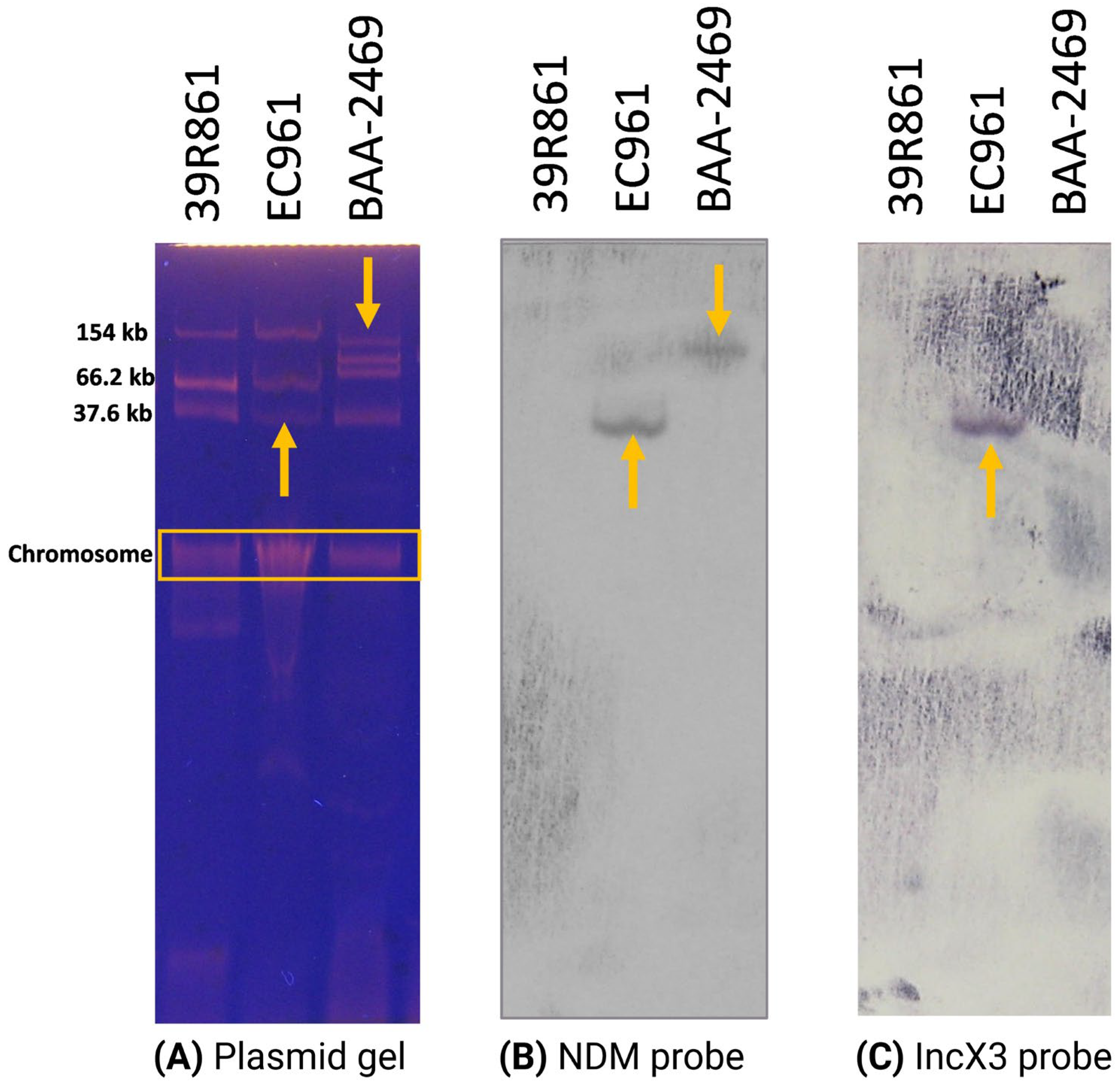 Antibiotics 13 01158 g003