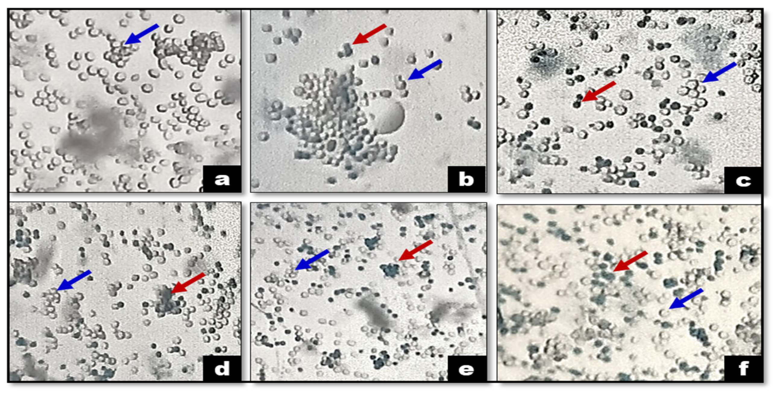 Antibiotics 13 01193 g006
