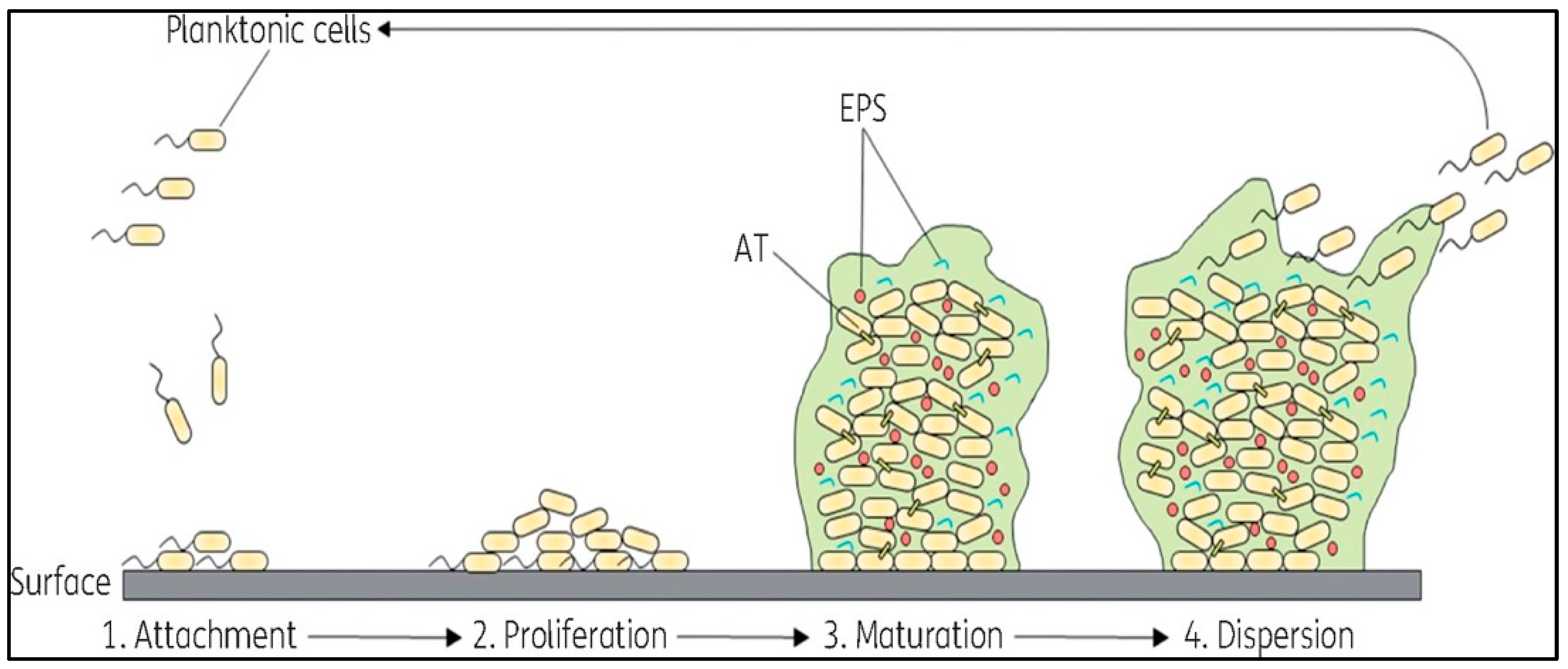 Antibiotics 13 01197 g003