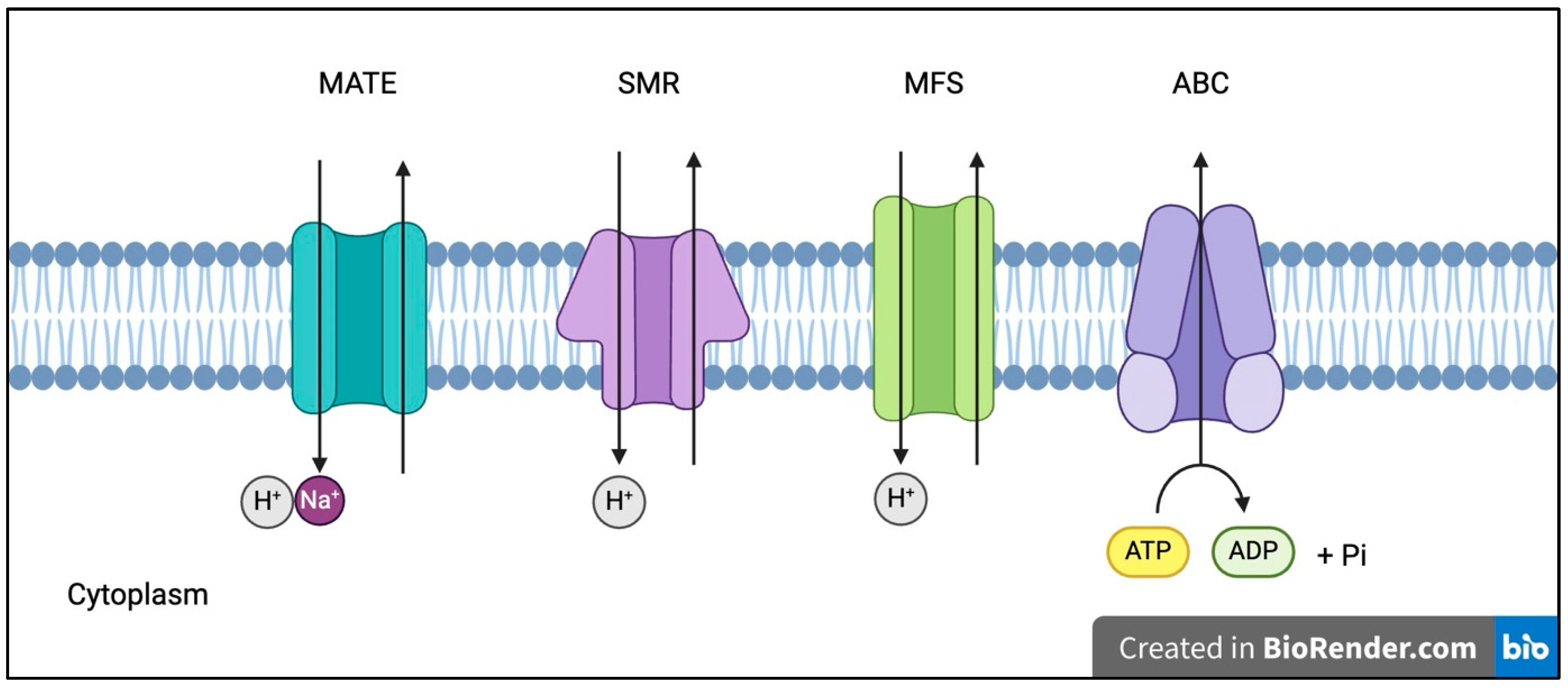 Antibiotics 13 01197 g004