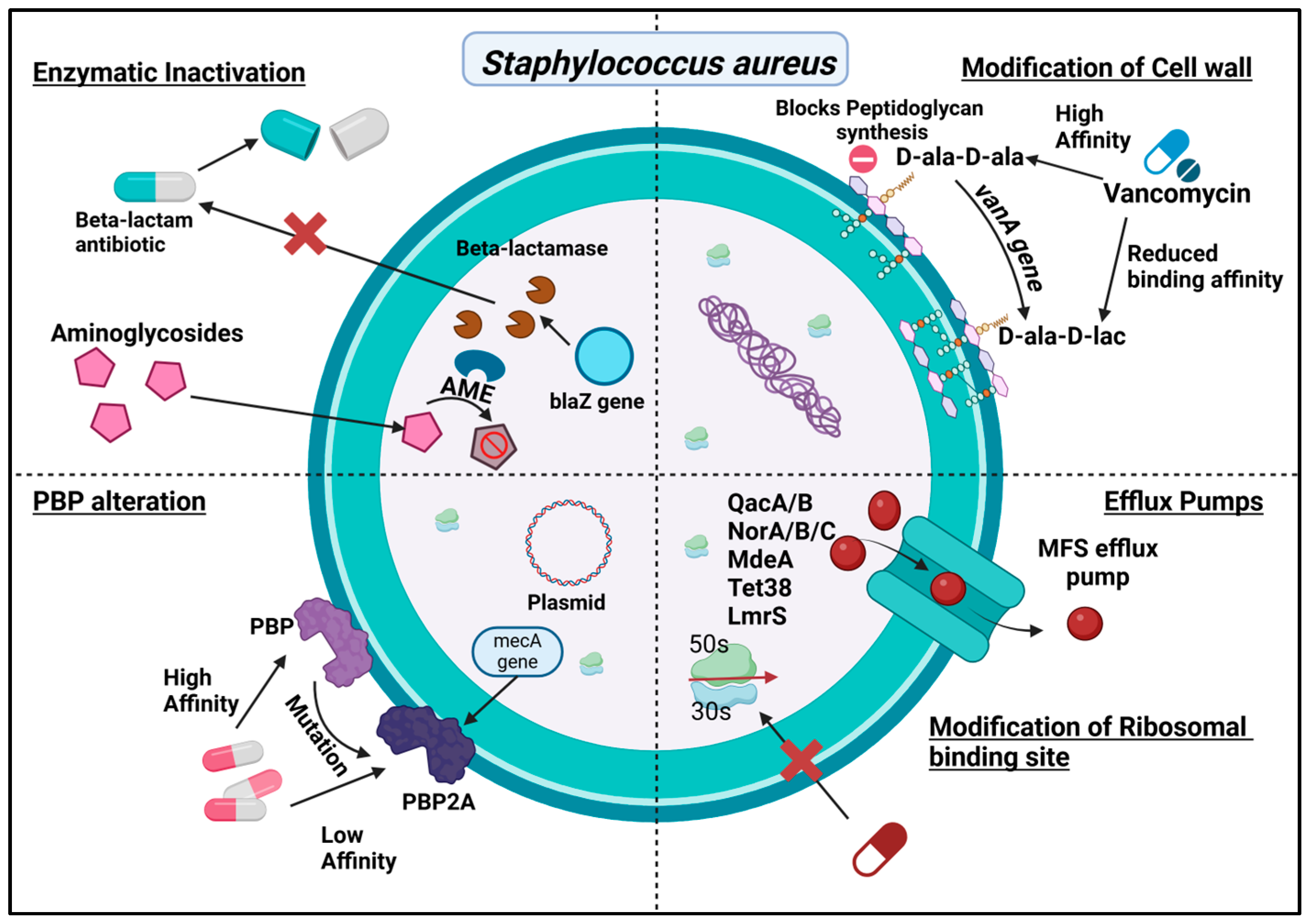 Antibiotics 13 01197 g005