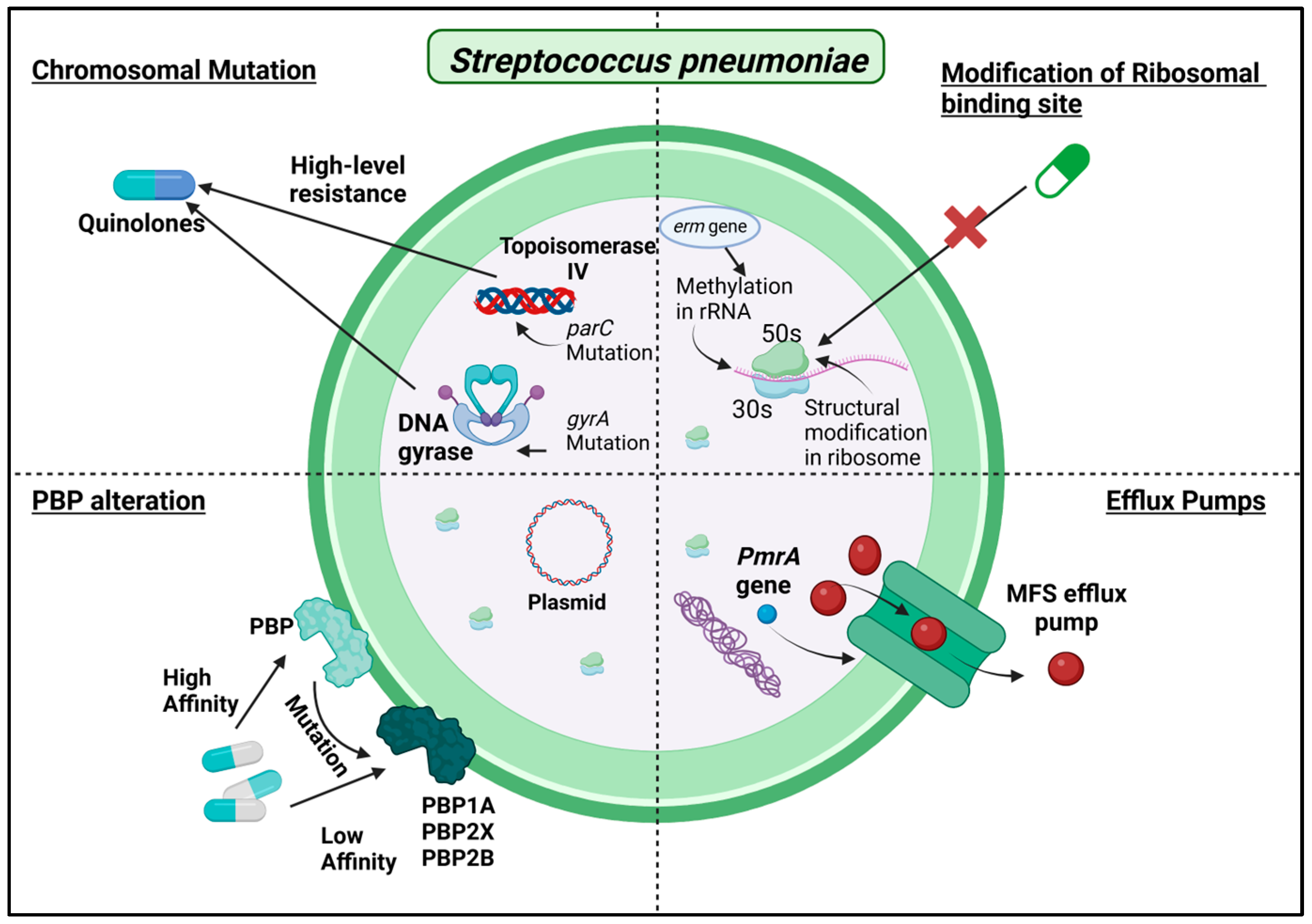 Antibiotics 13 01197 g006