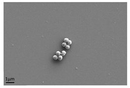 Antibiotics 13 01227 i001