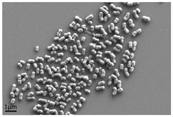 Antibiotics 13 01227 i002