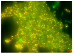 Antibiotics 13 01227 i004