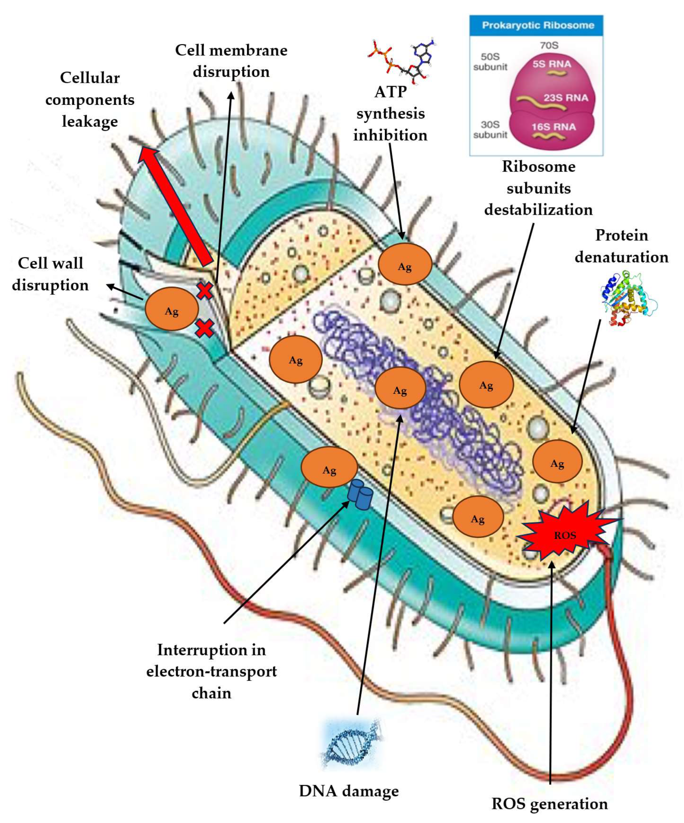 Antibiotics 14 00005 g004 Antibiotics 14 00005 g004
