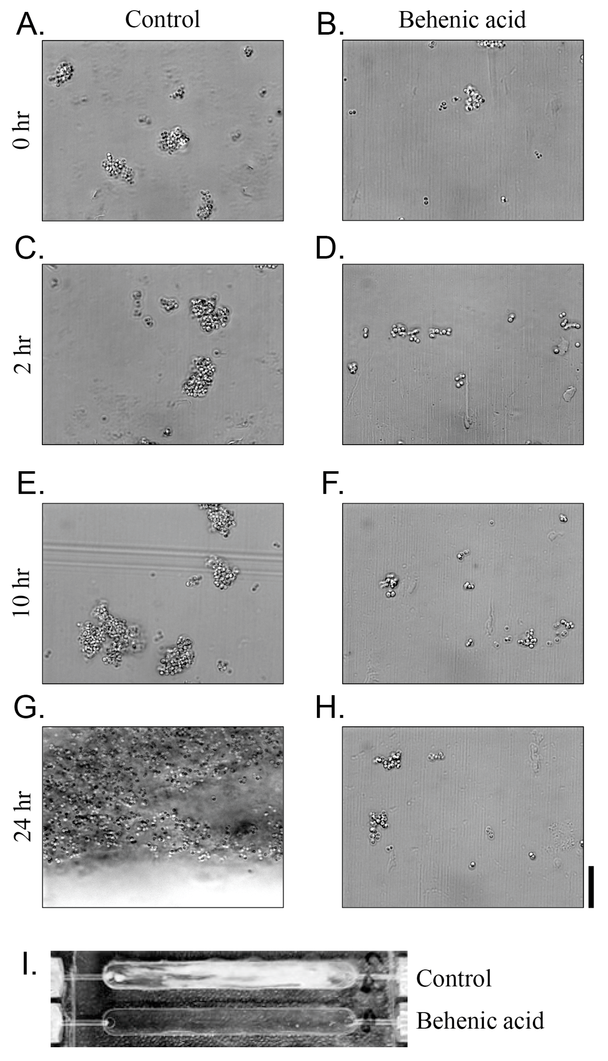 Antibiotics 14 00019 g005