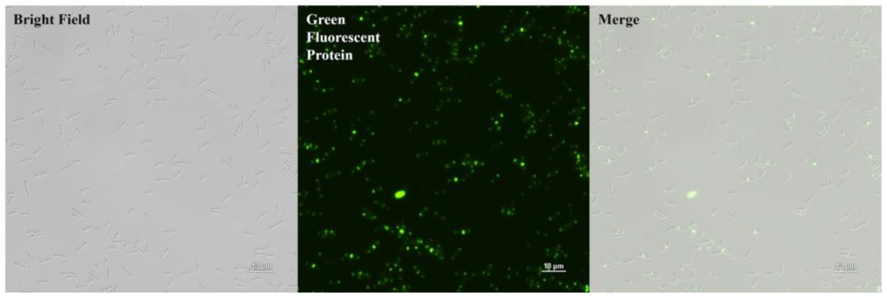 Antibiotics 14 00081 g004 Antibiotics 14 00081 g004