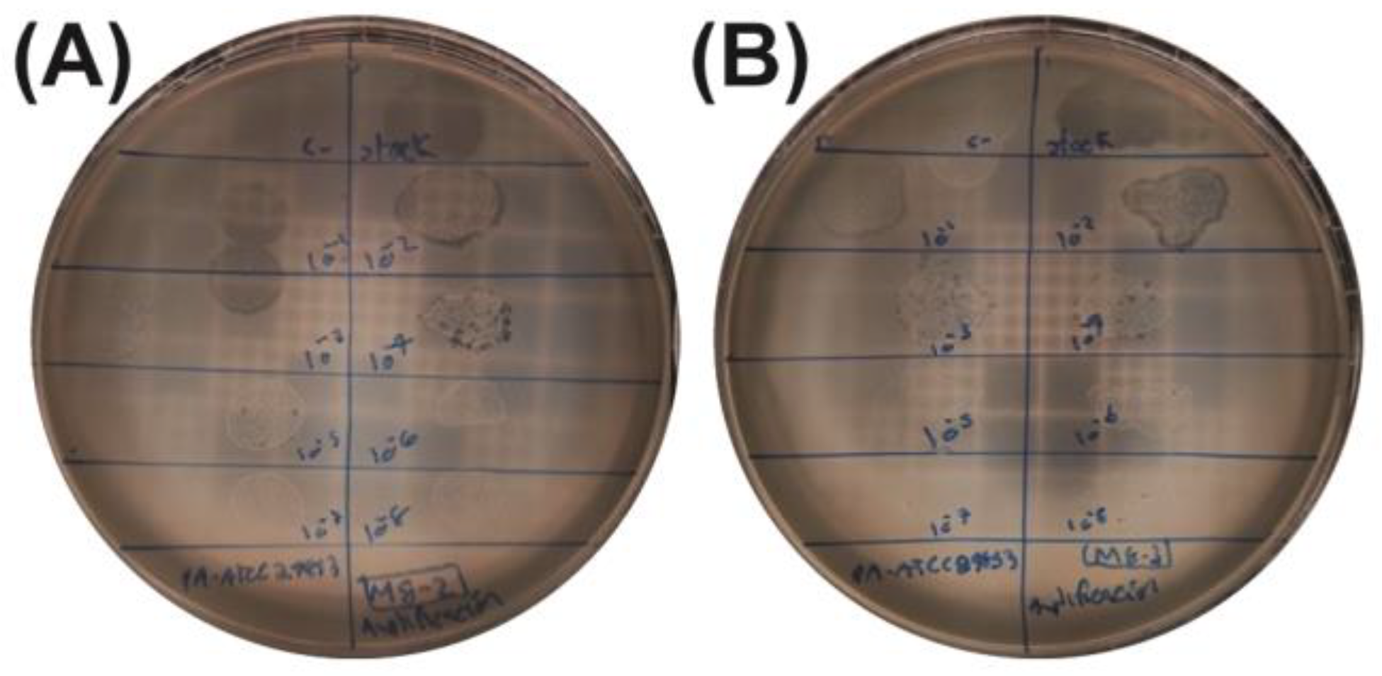 Antibiotics 14 00110 g005