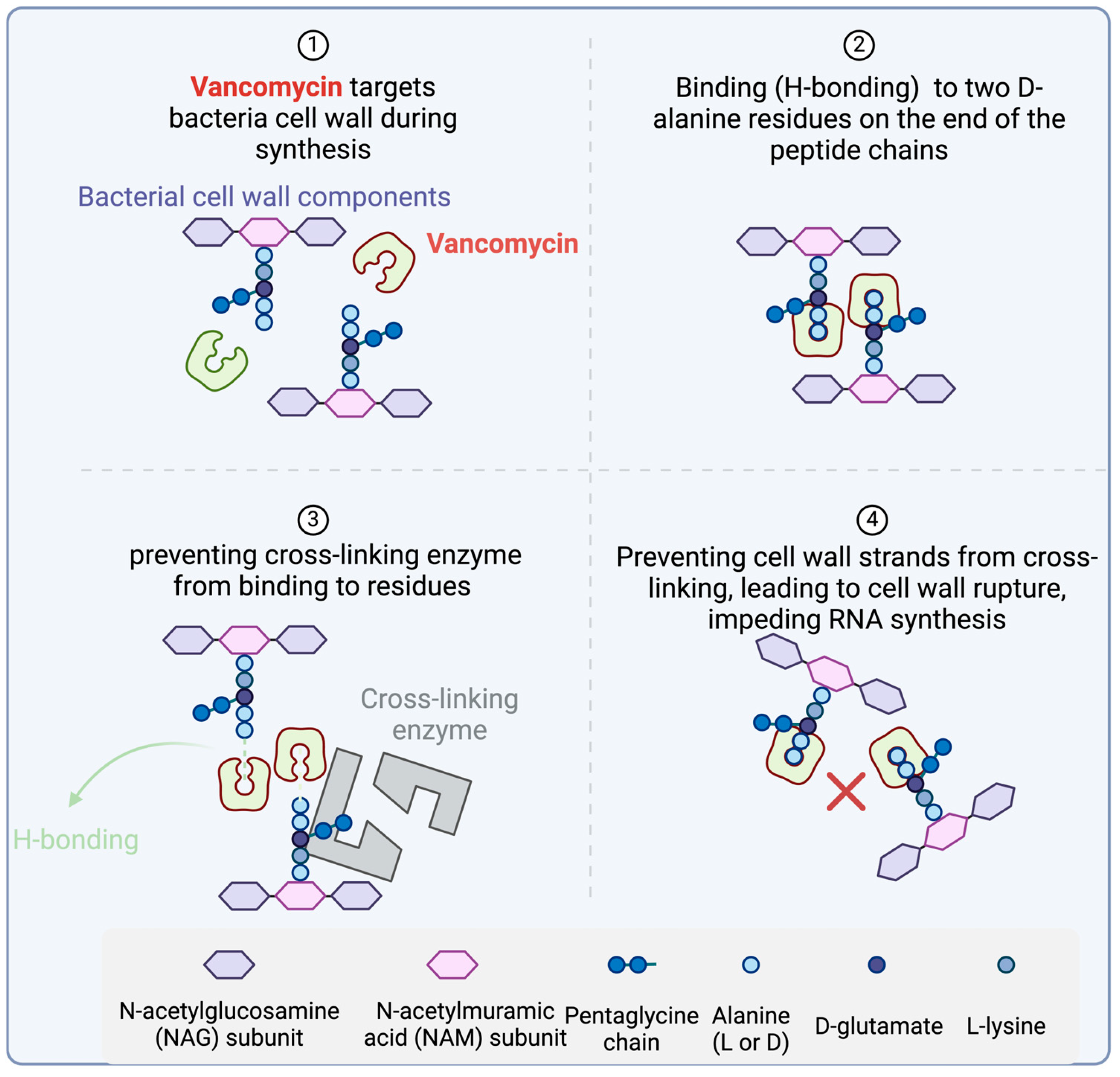 Antibiotics 14 00166 g005