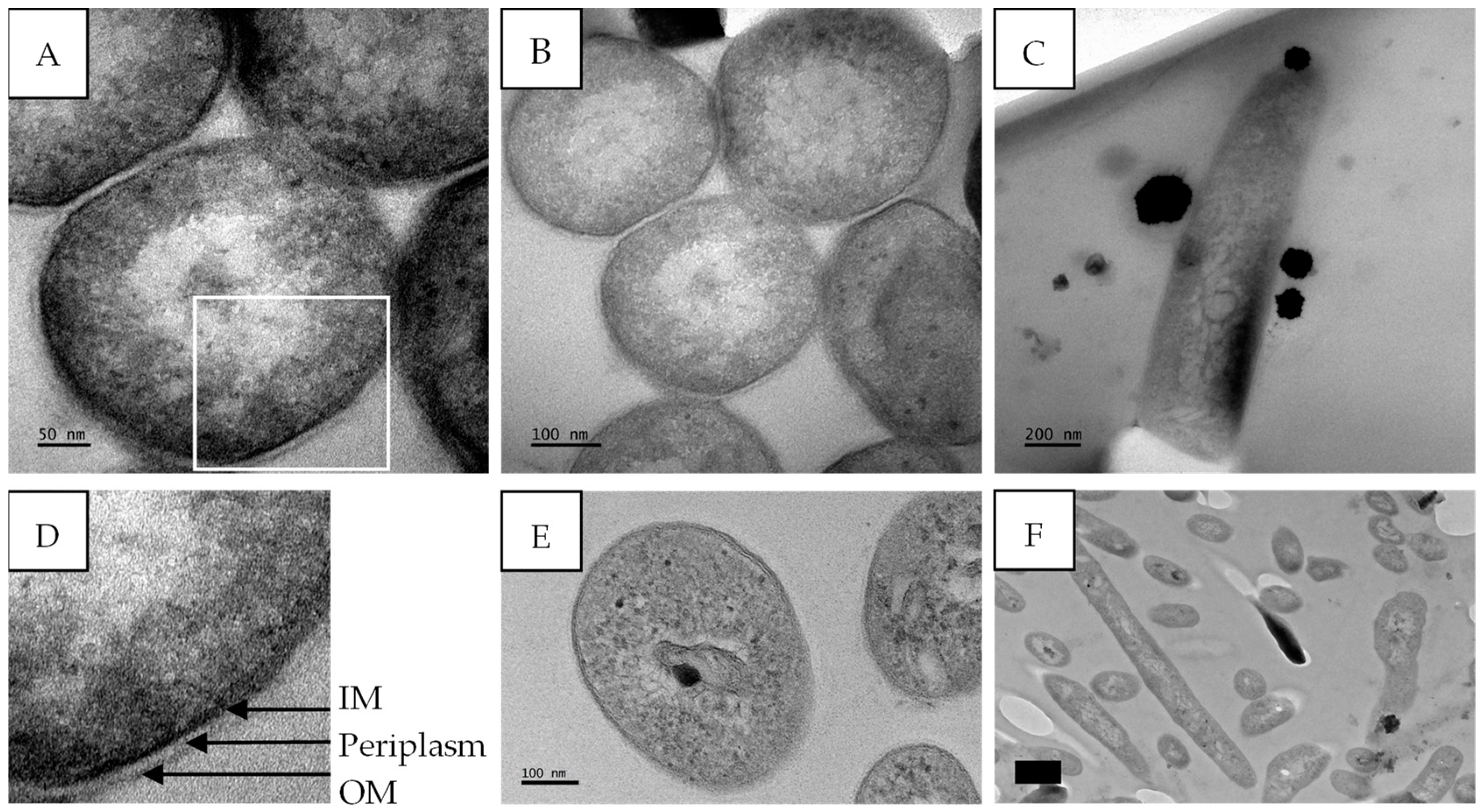 Antibiotics 14 00179 g011