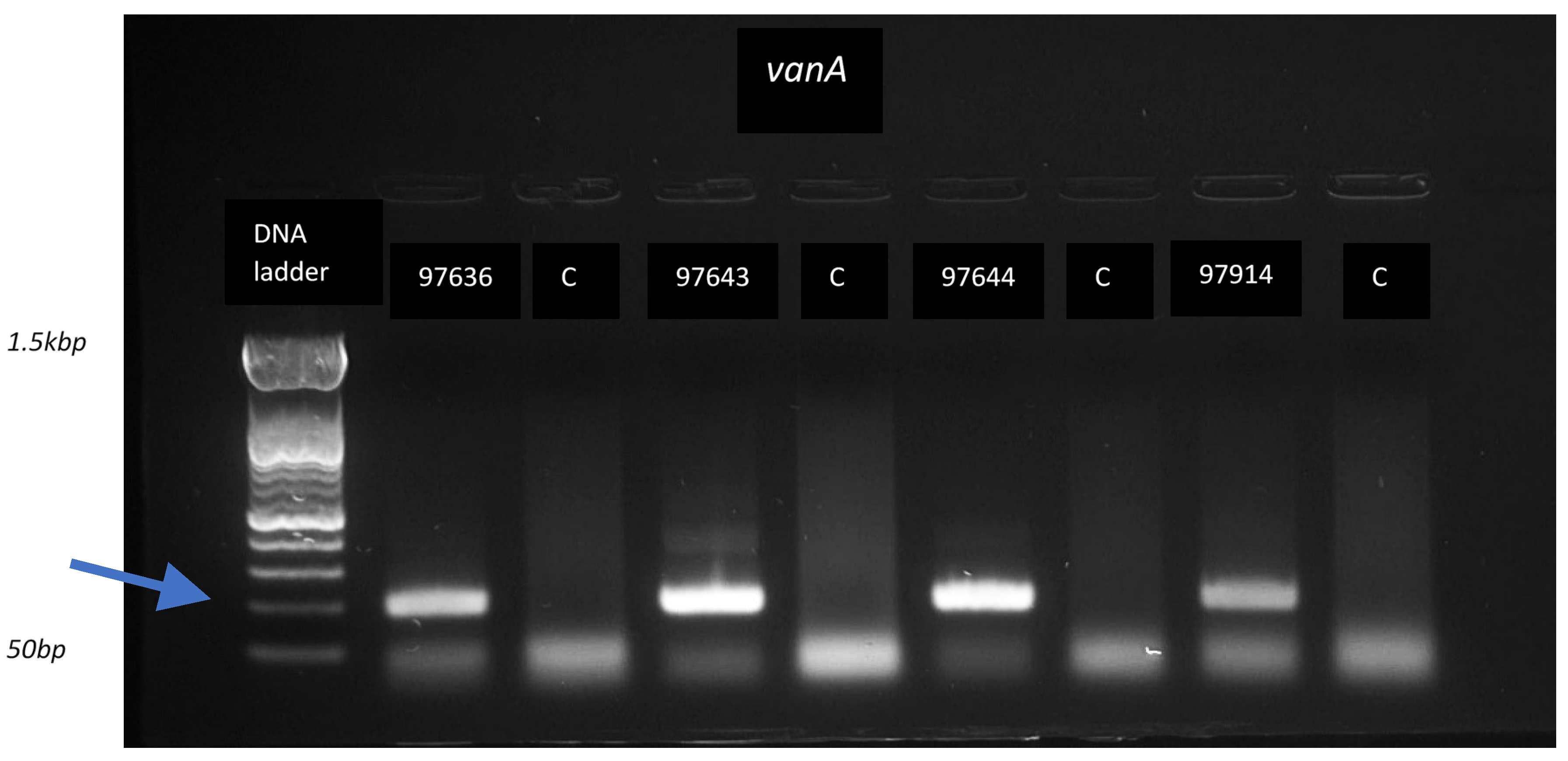 Antibiotics 14 00295 g004