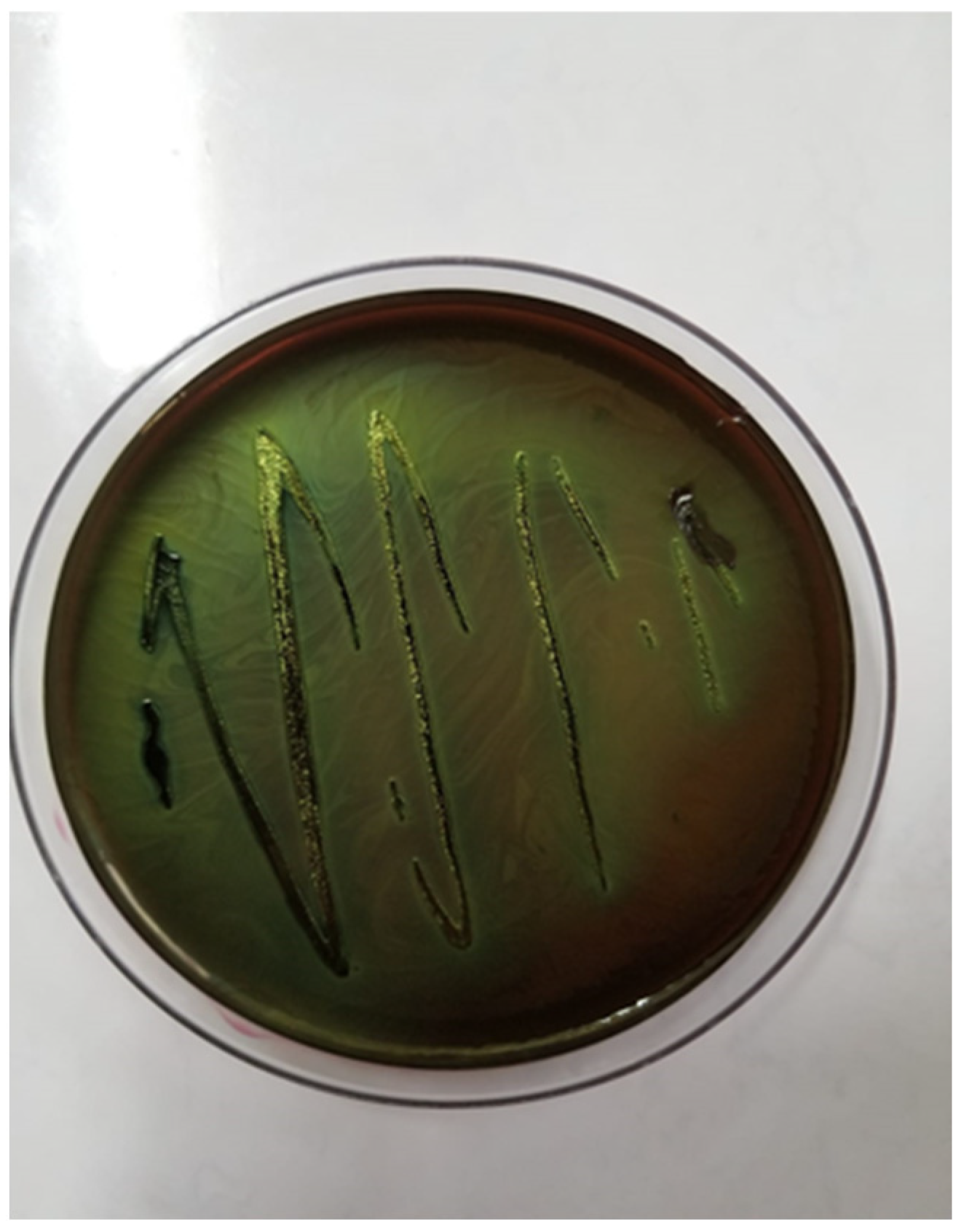 Antibiotics 14 00354 g002 Antibiotics 14 00354 g002