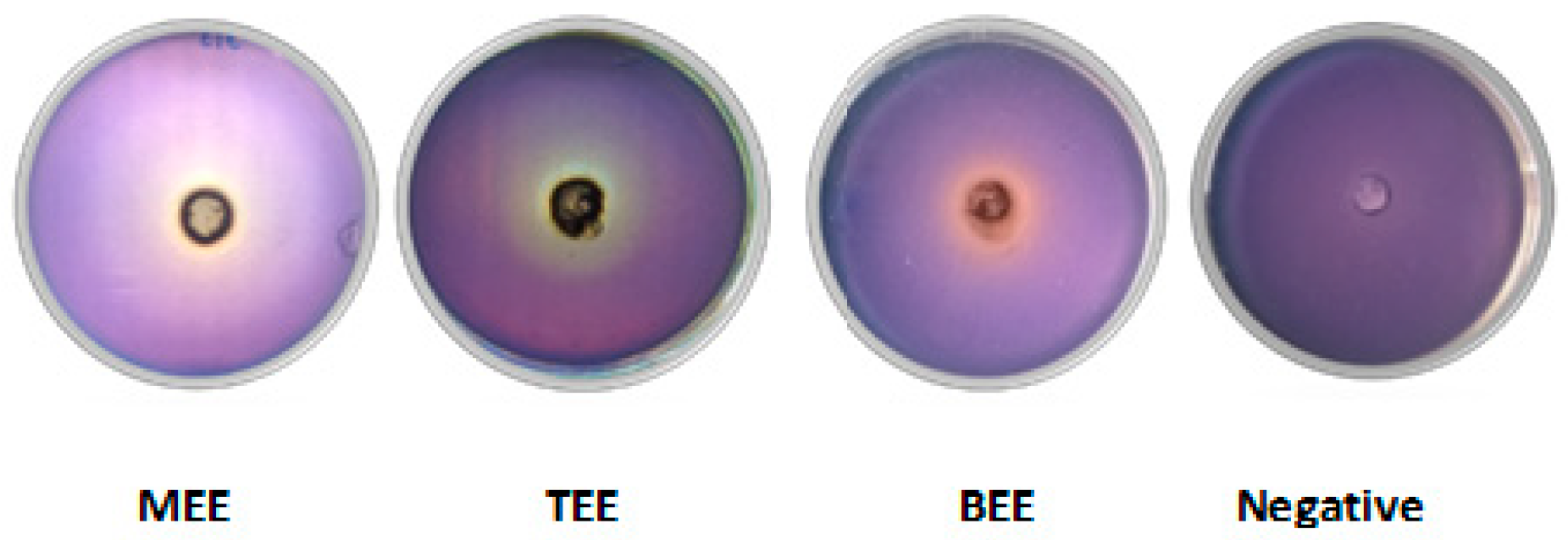 Antibiotics 14 00384 g006 Antibiotics 14 00384 g006
