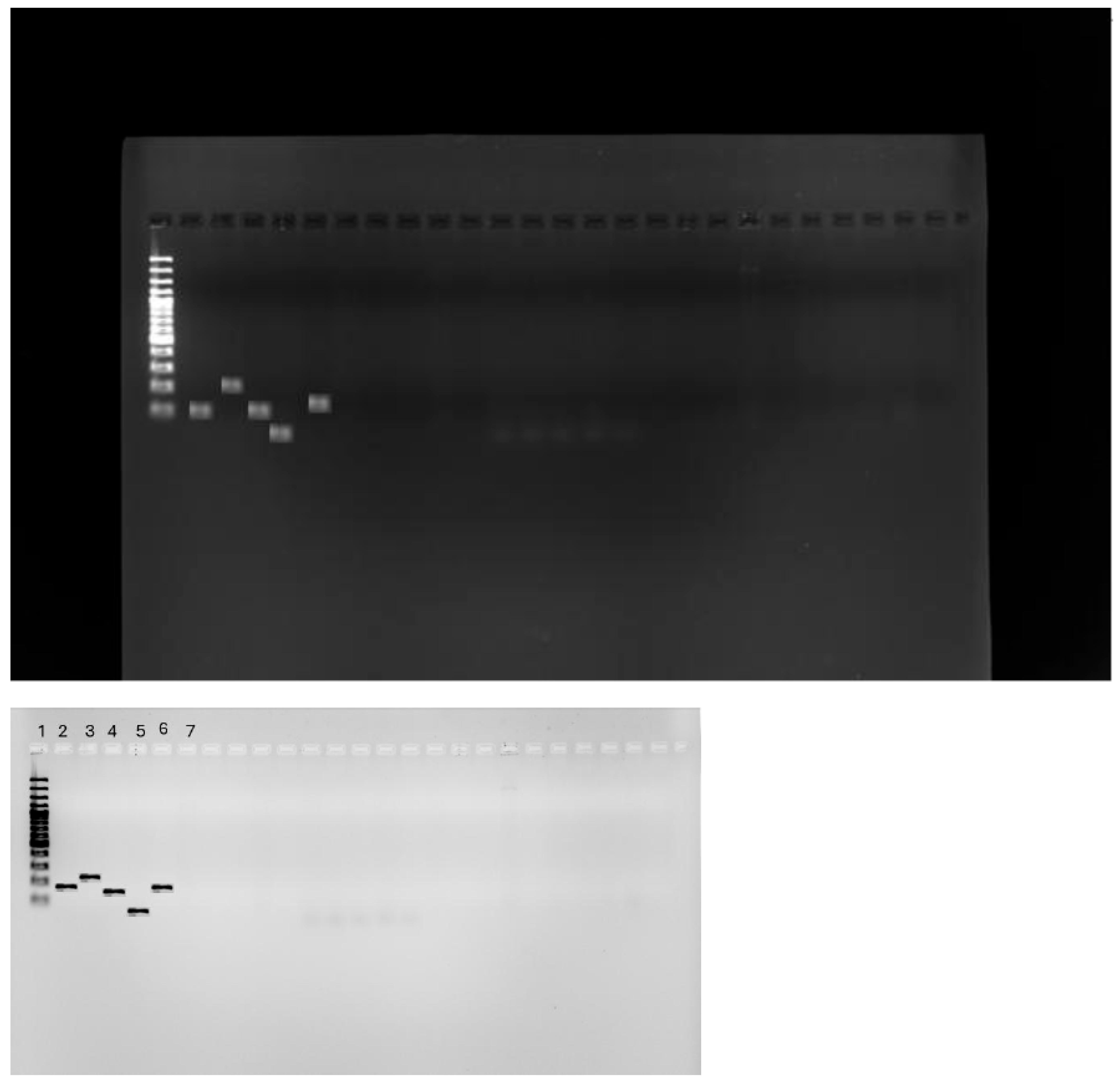 Antibiotics 14 00407 g004 Antibiotics 14 00407 g004