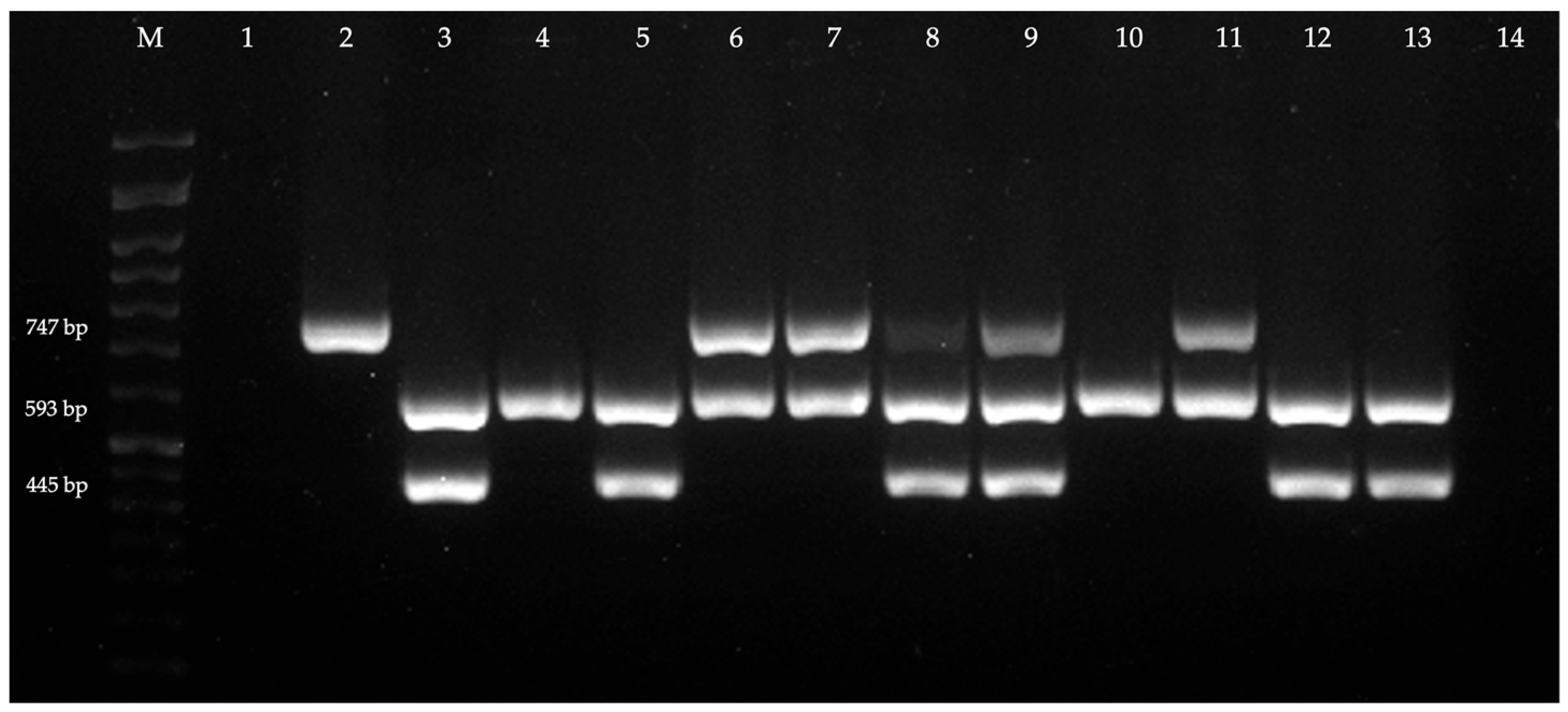 Antibiotics 14 00408 g002 Antibiotics 14 00408 g002