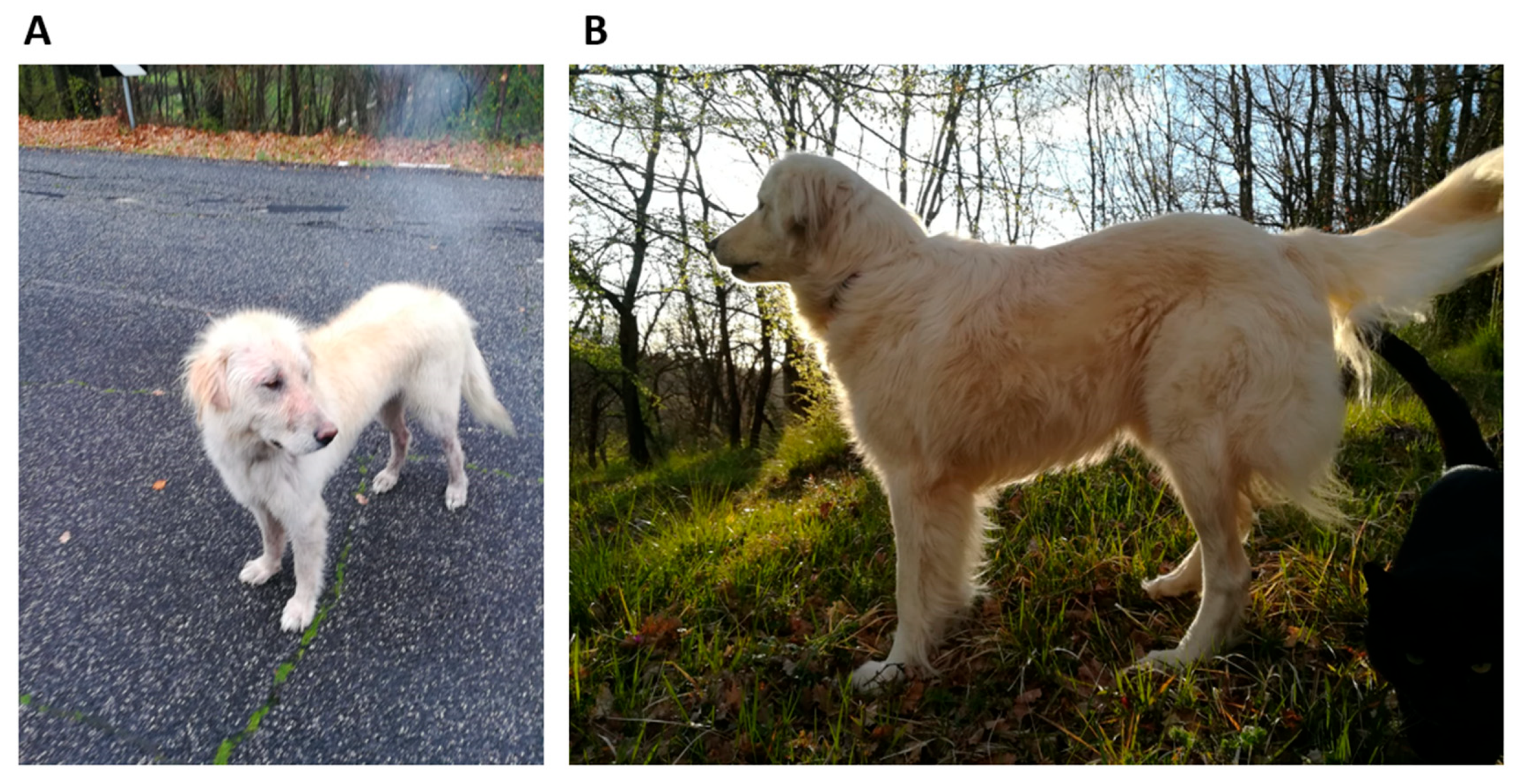 Antibiotics 14 00416 g001