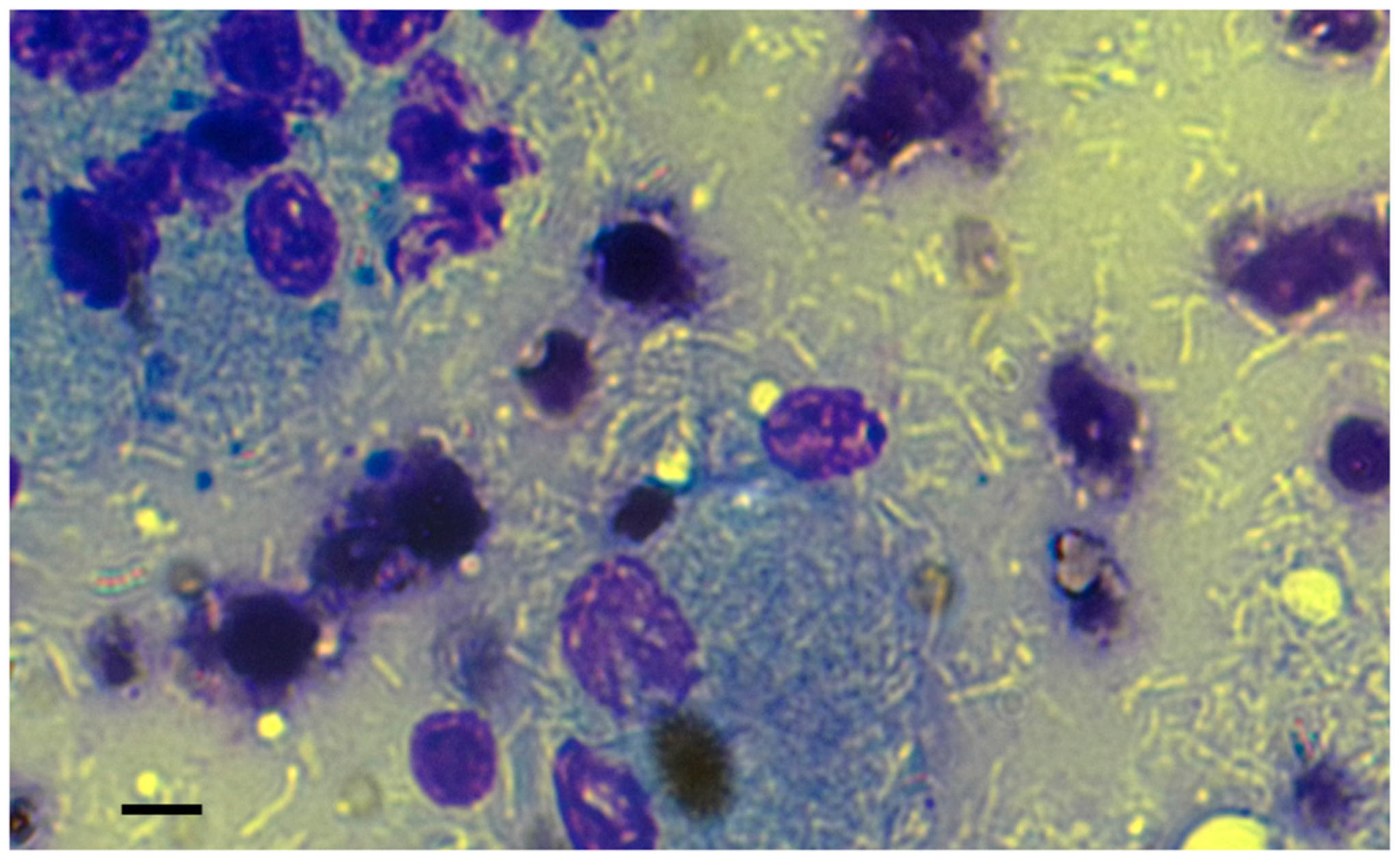 Antibiotics 14 00416 g002