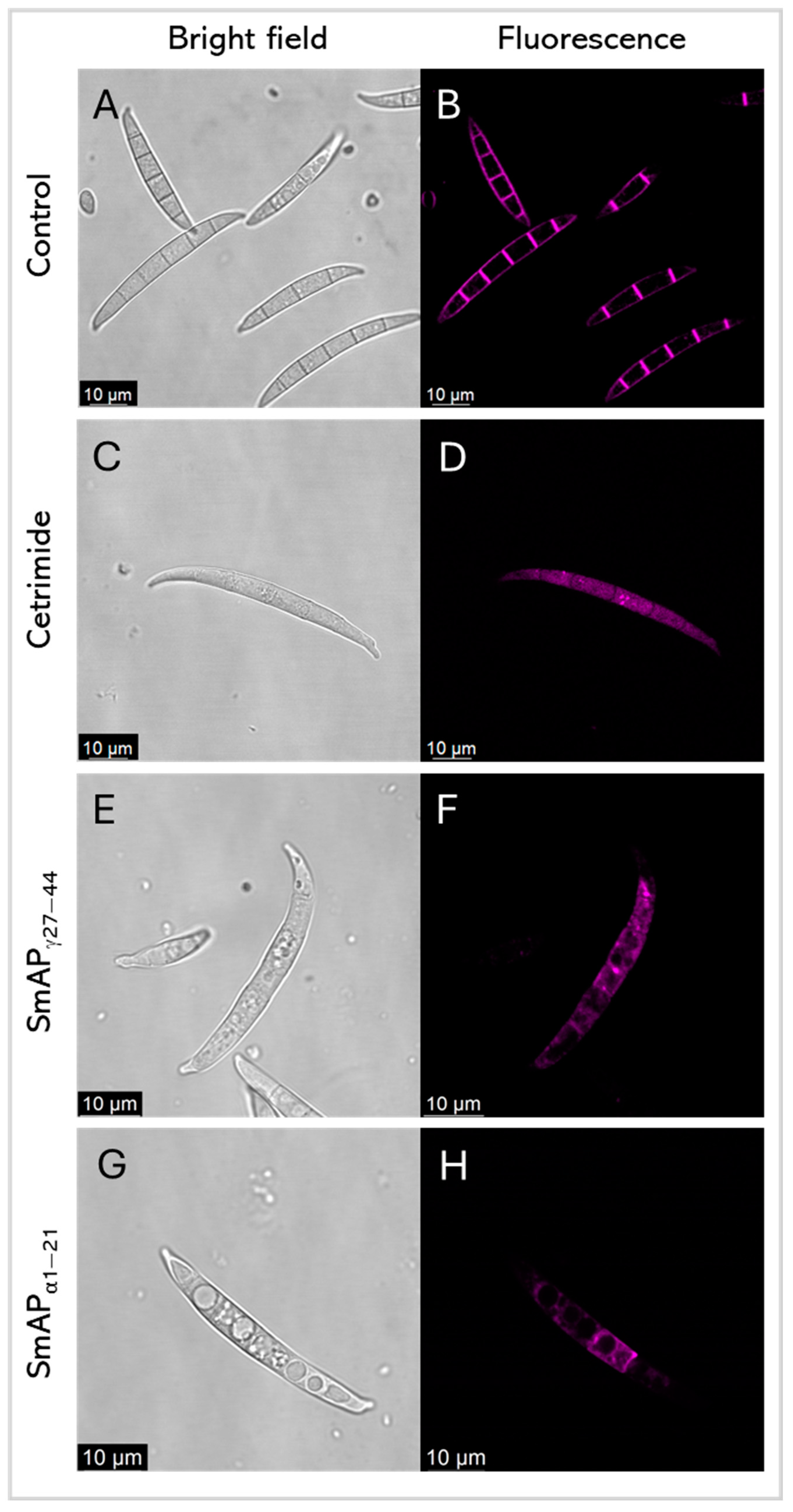 Antibiotics 14 00430 g007 Antibiotics 14 00430 g007
