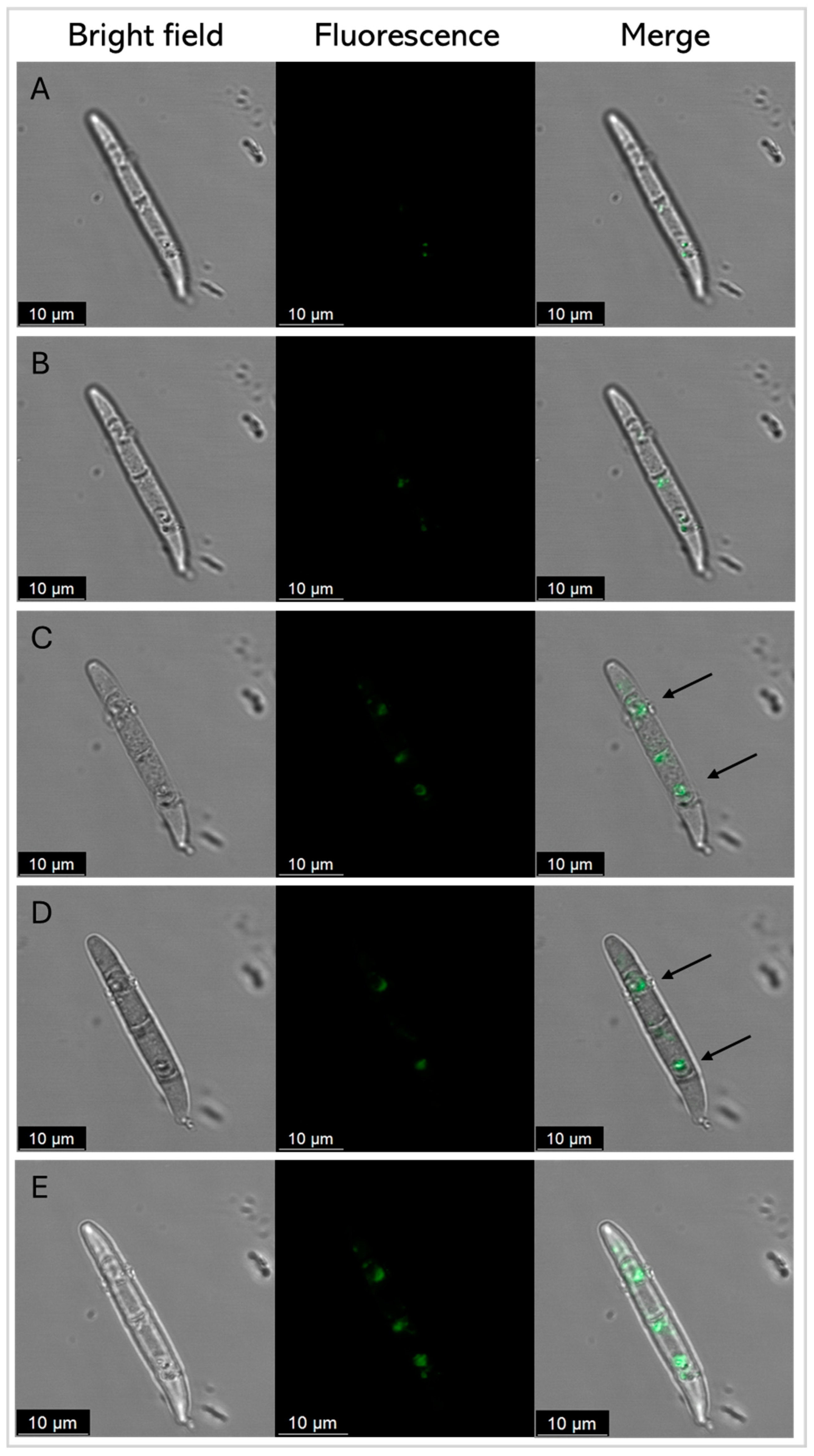 Antibiotics 14 00430 g008 Antibiotics 14 00430 g008
