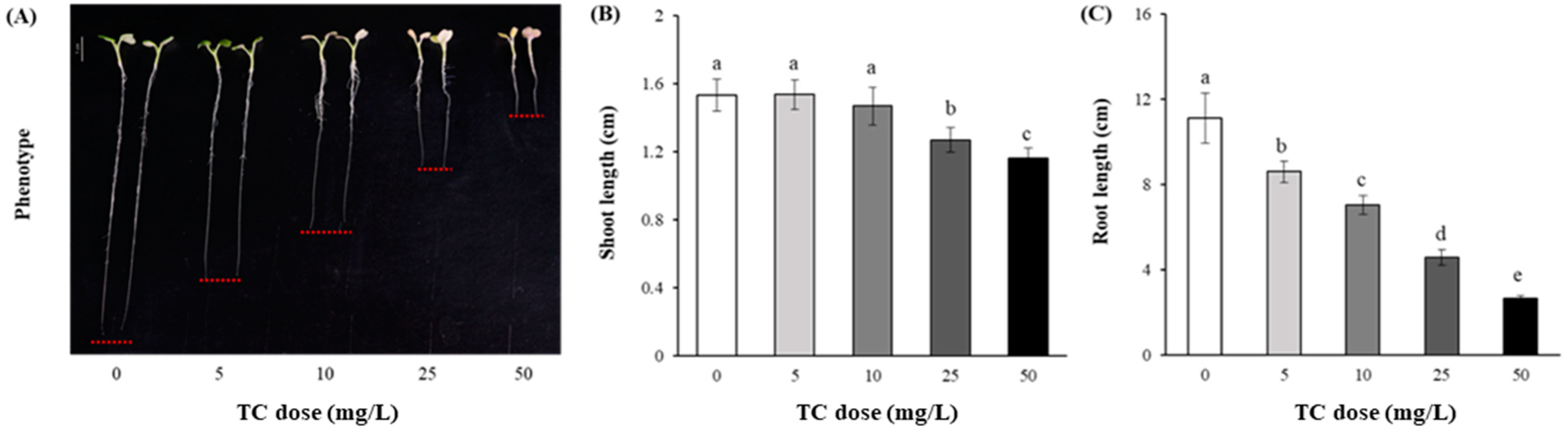 Antibiotics 14 00501 g001 Antibiotics 14 00501 g001
