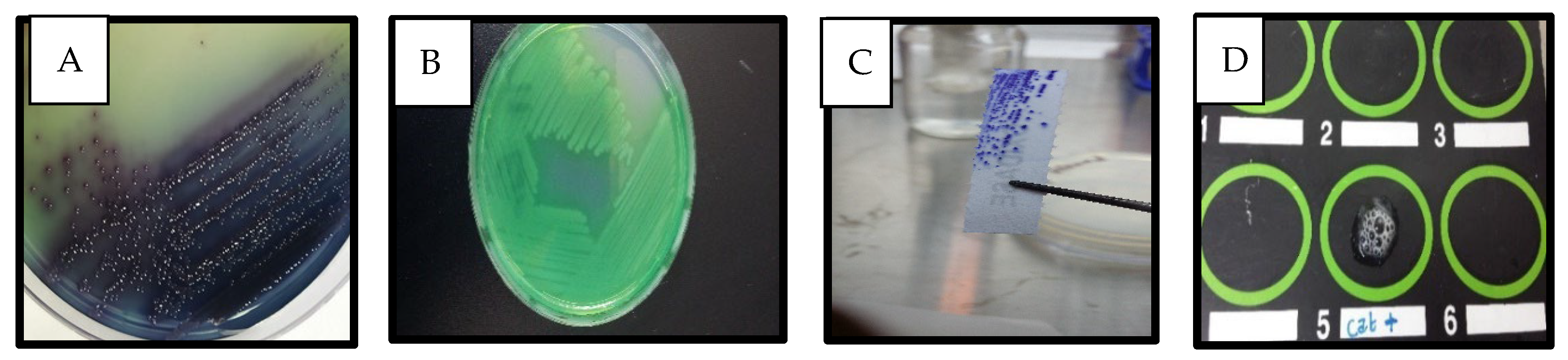 Antibiotics 14 00509 g001 Antibiotics 14 00509 g001