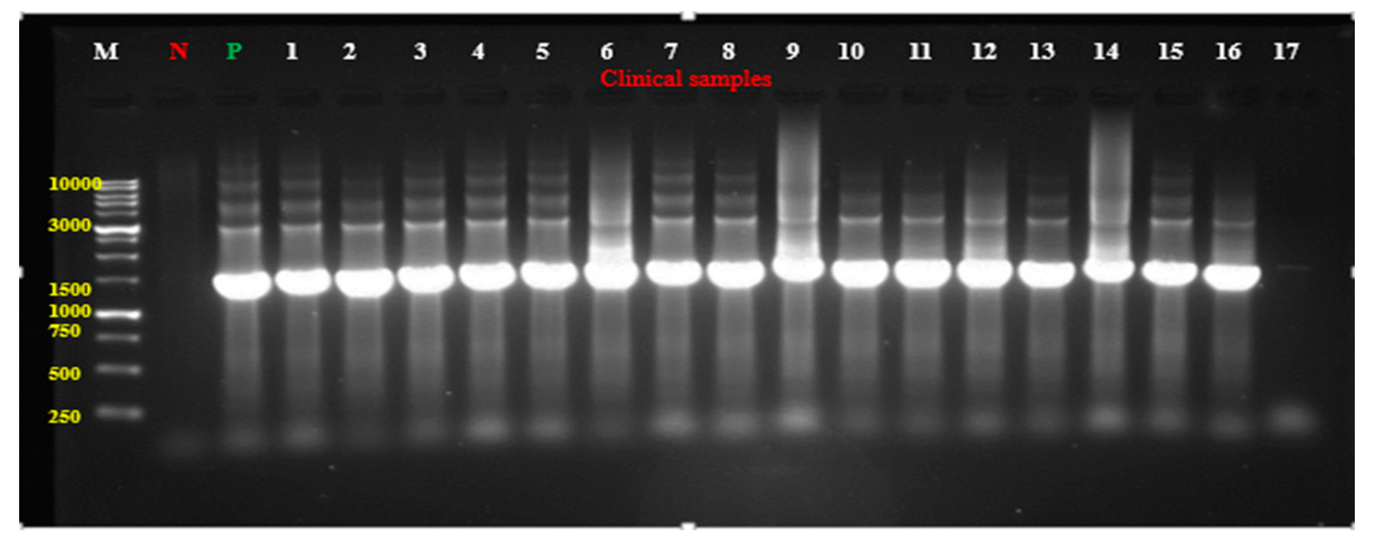 Antibiotics 14 00509 g005 Antibiotics 14 00509 g005