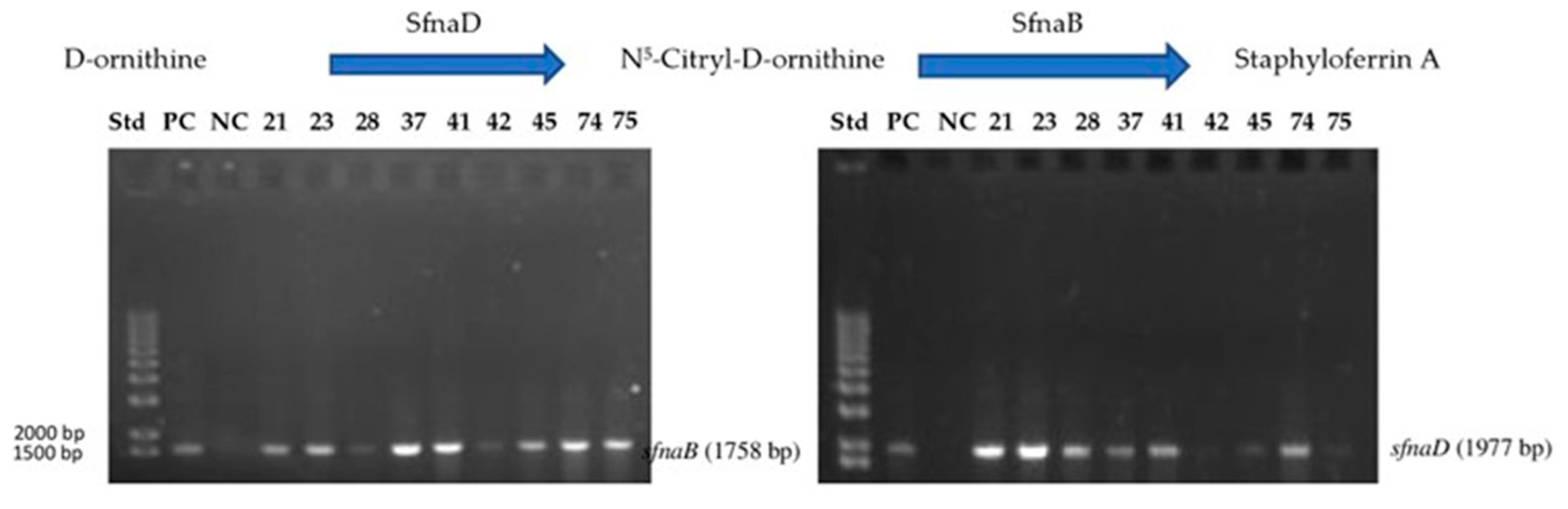 Antibiotics 14 00521 g003